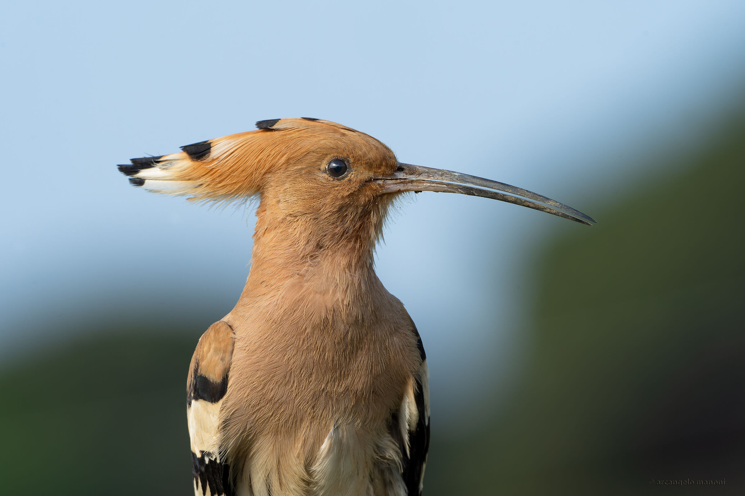 Hoopoe passport photo