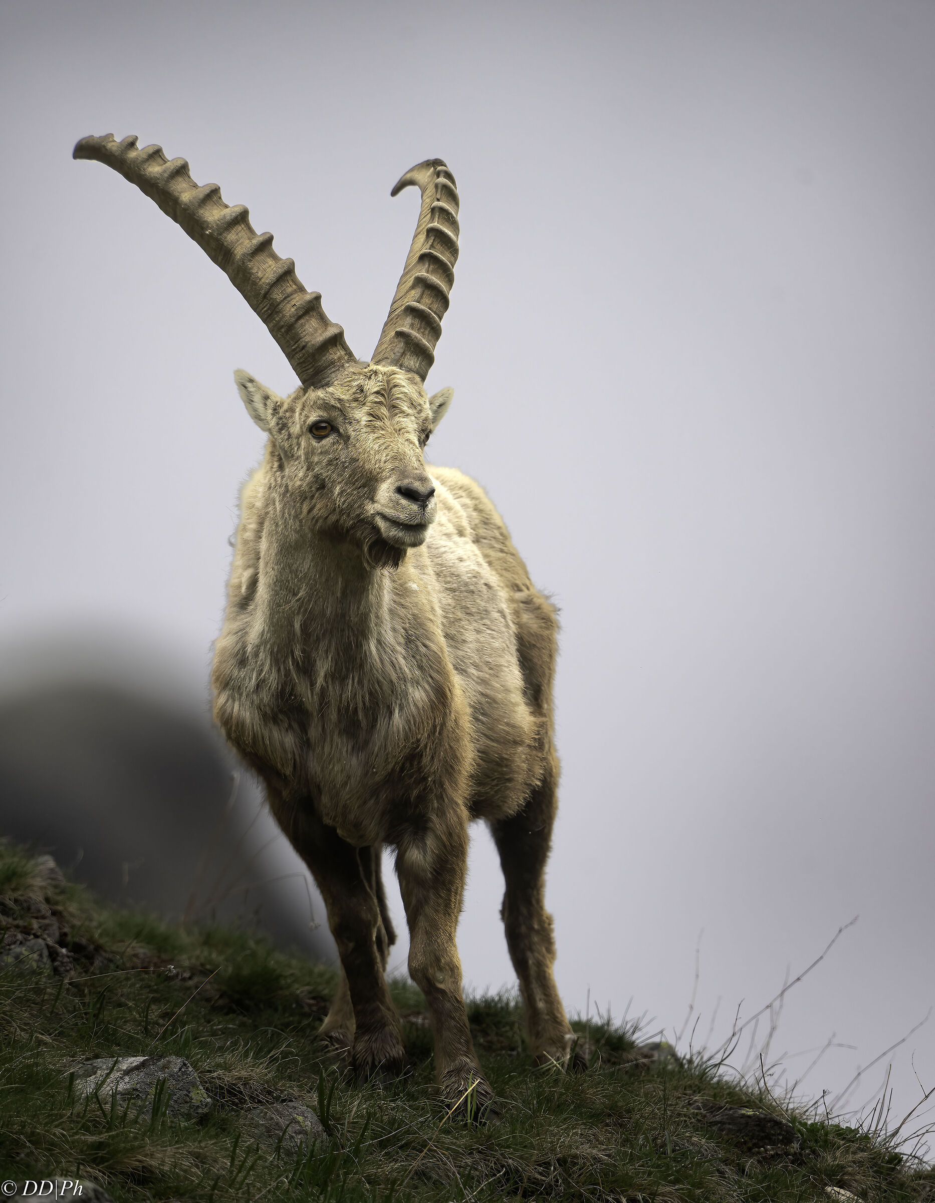 Ibex
