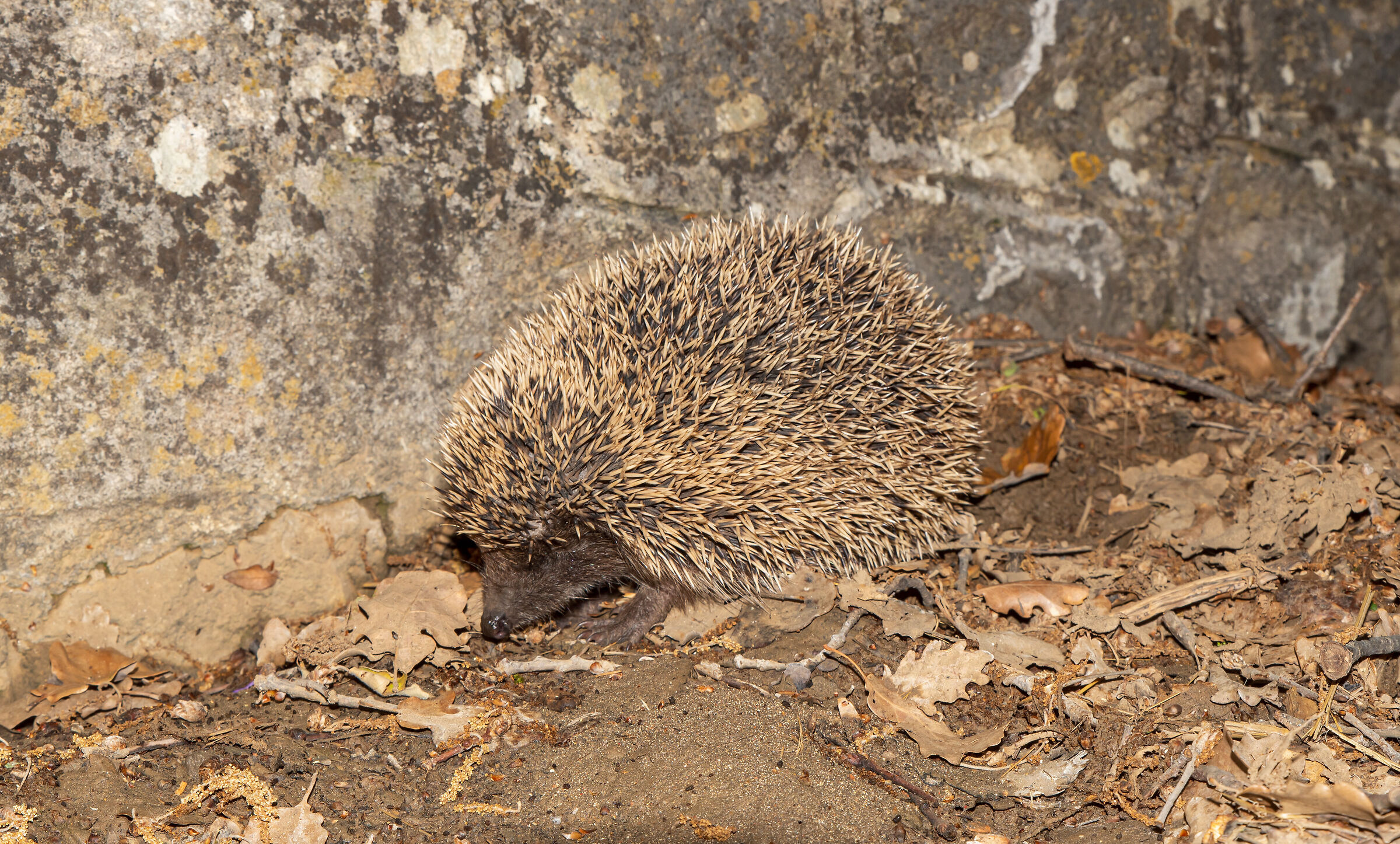 Common hedgehog