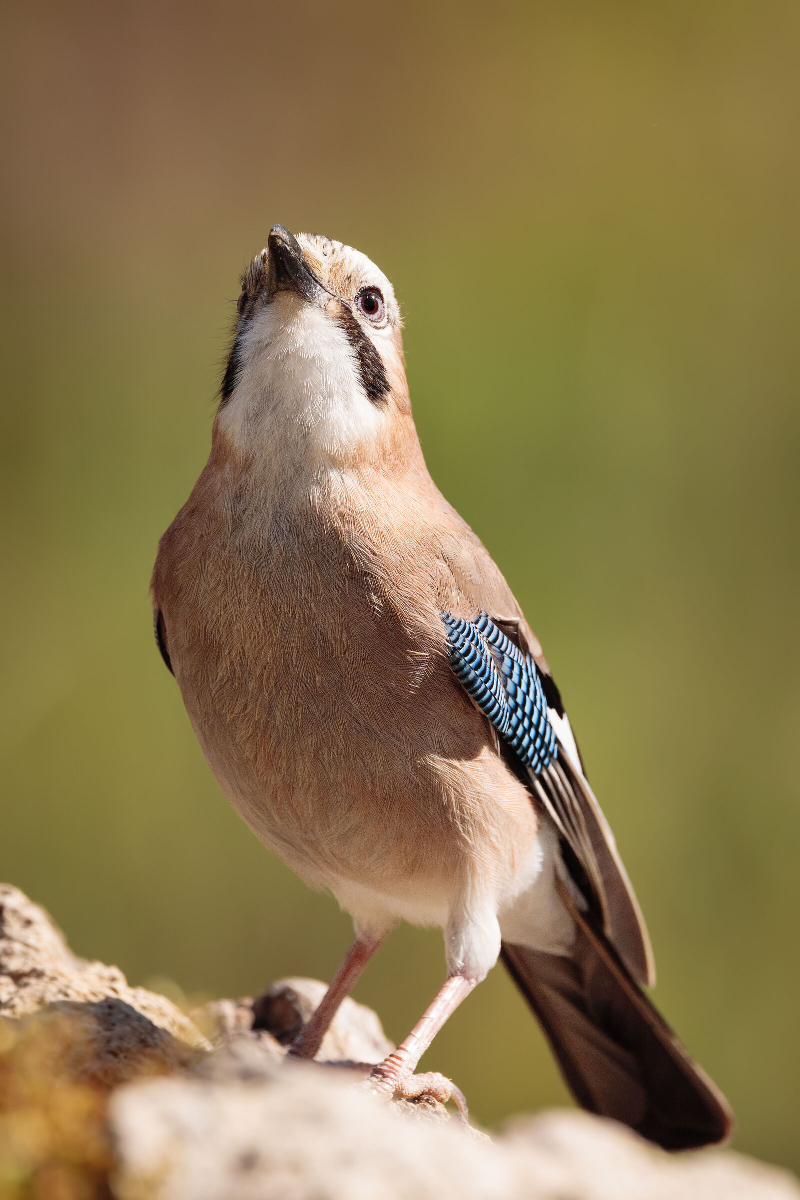 Jay