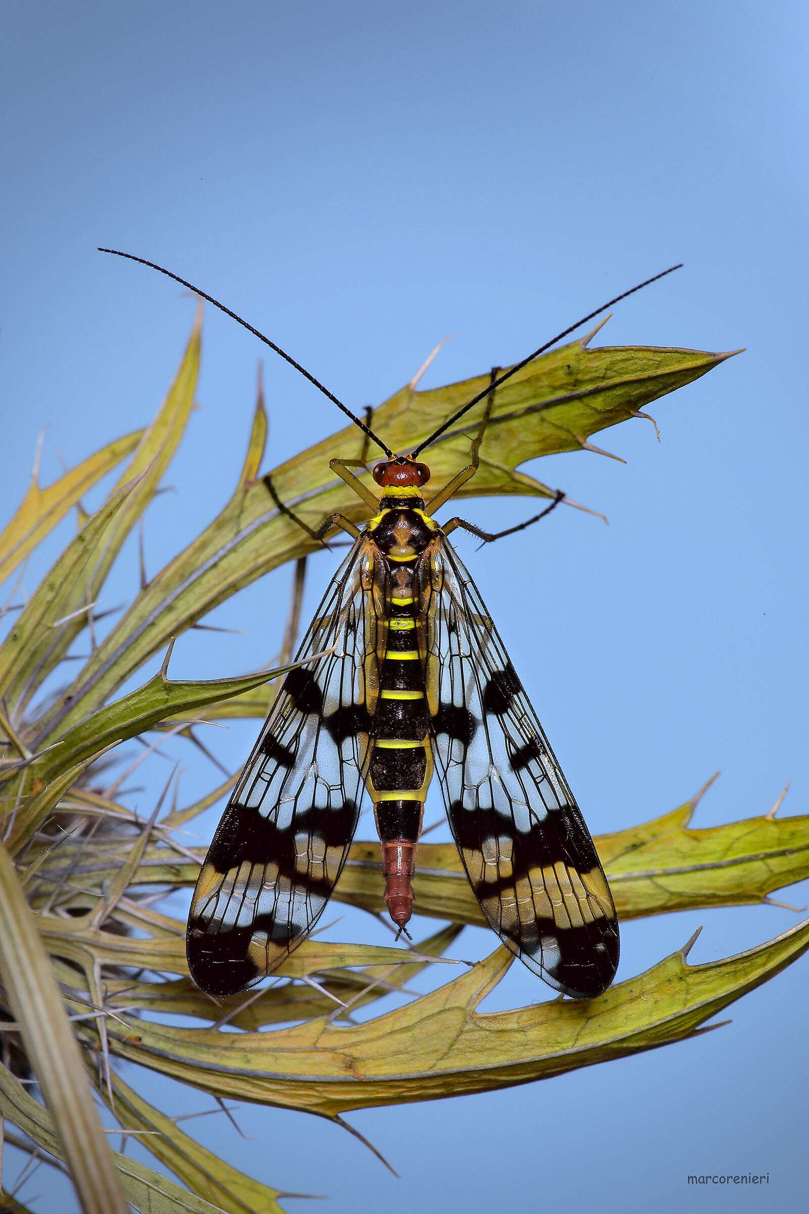 Panorpa communis female