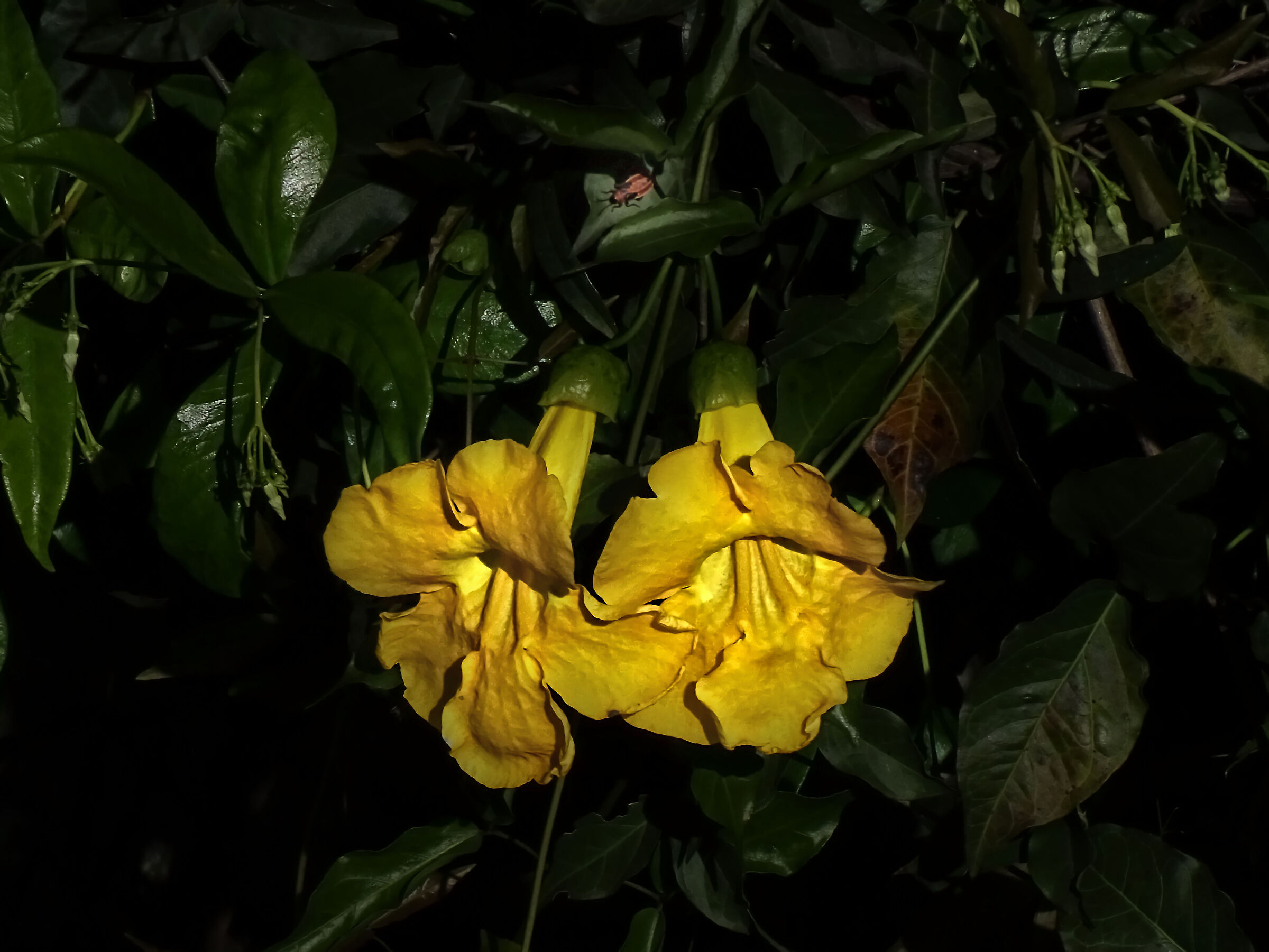 Bignonia Tweediana - 50x crop.1,38