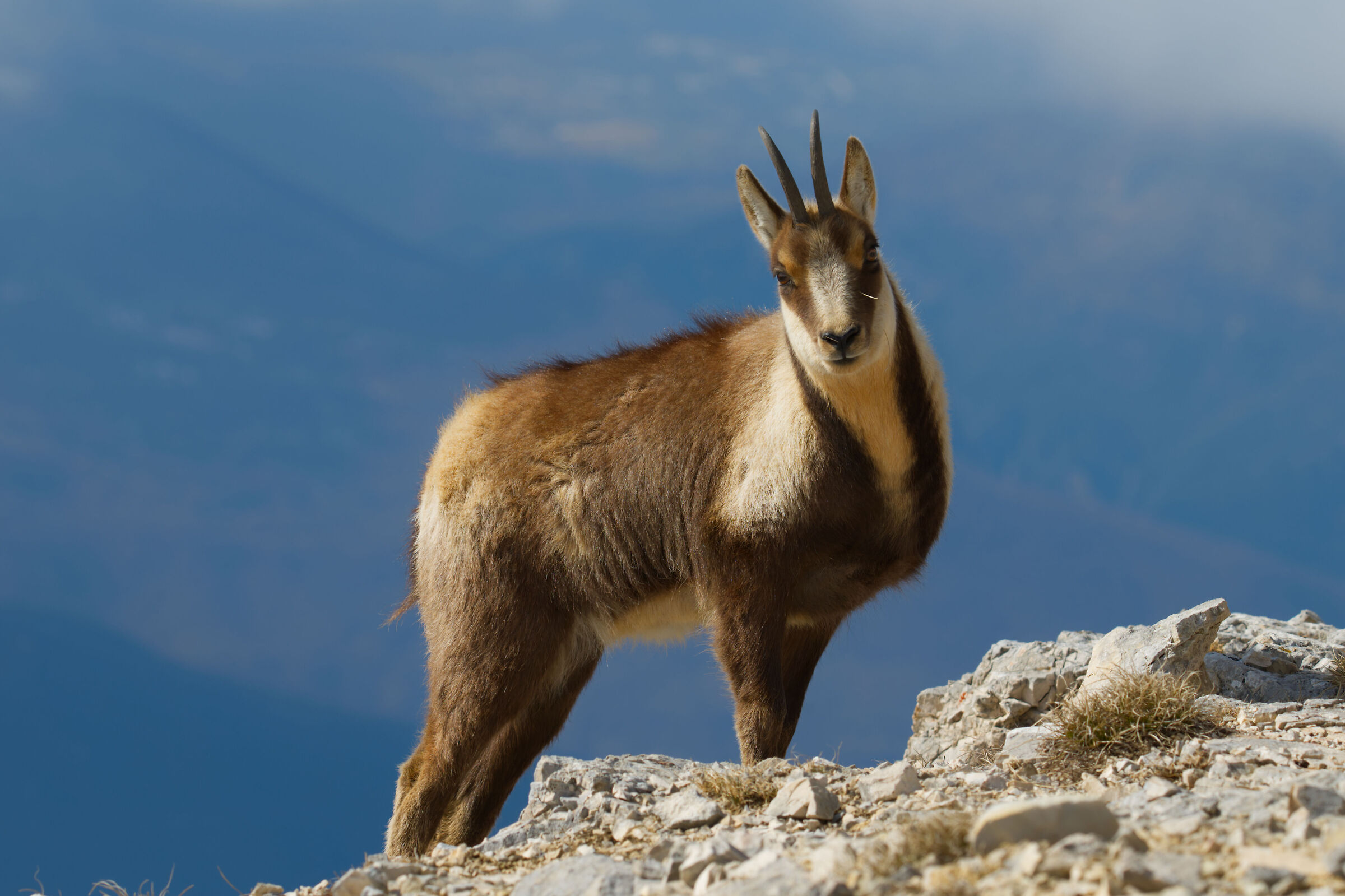 The Sibillini chamois