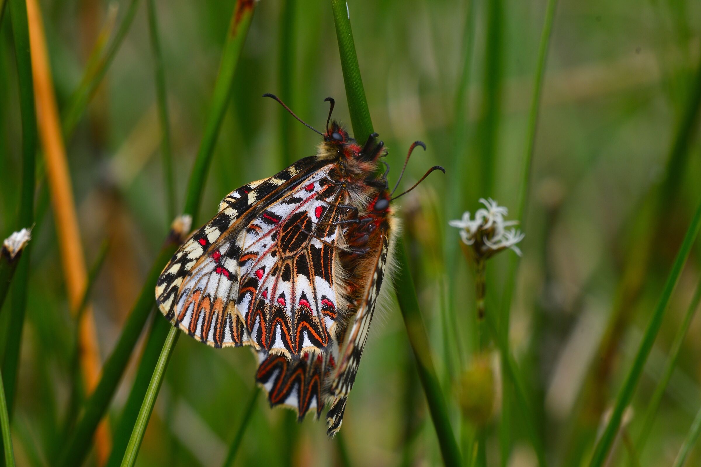 coupling.... to the missionary