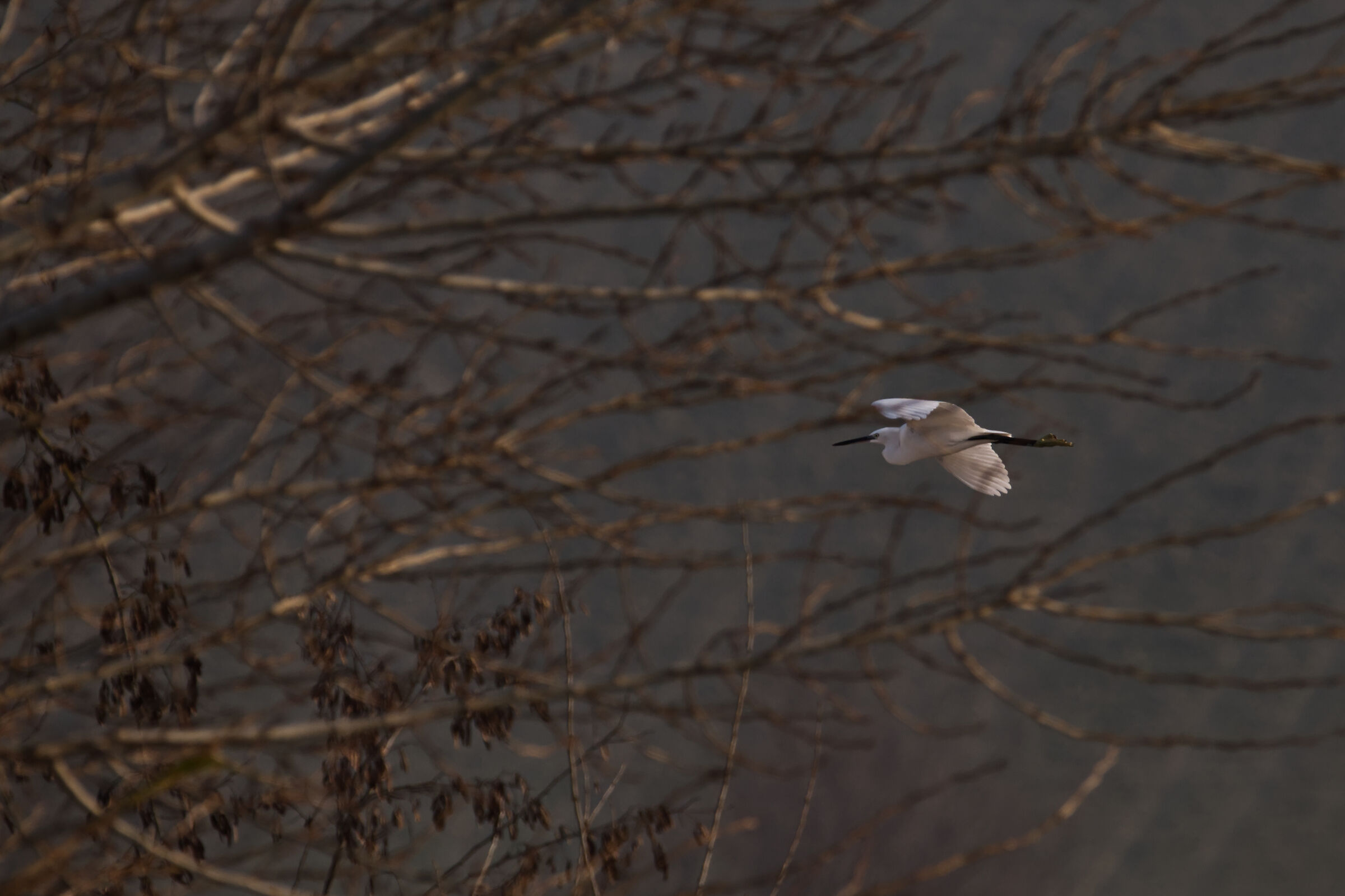 Garzetta bianca in volo