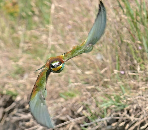 Foto
