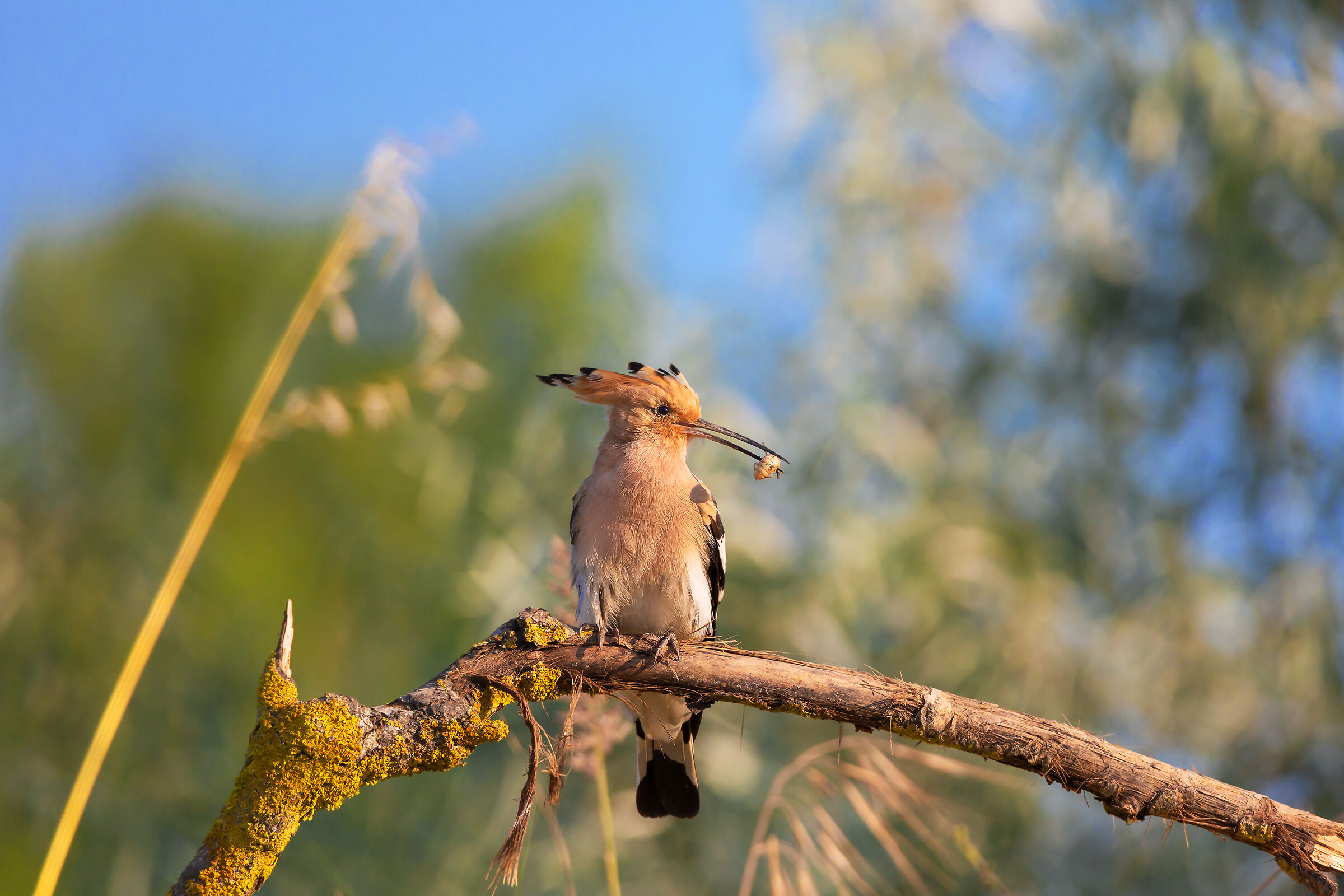 Hoopoe with "prey"