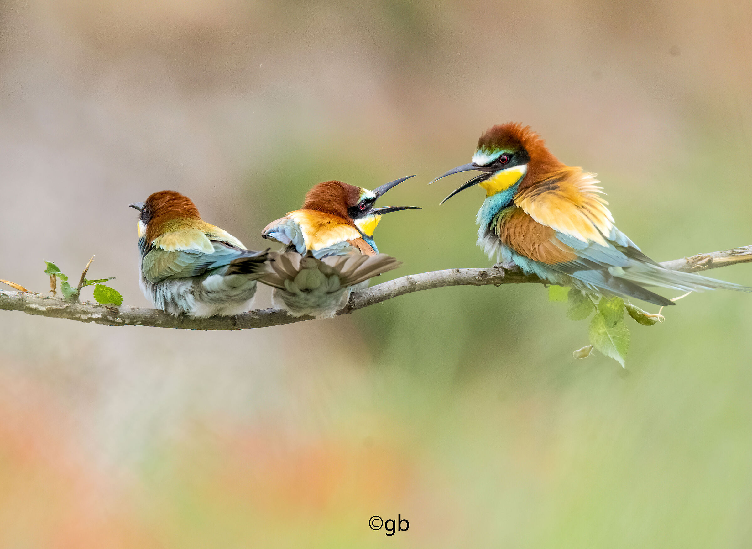 Bee-eaters May 2023