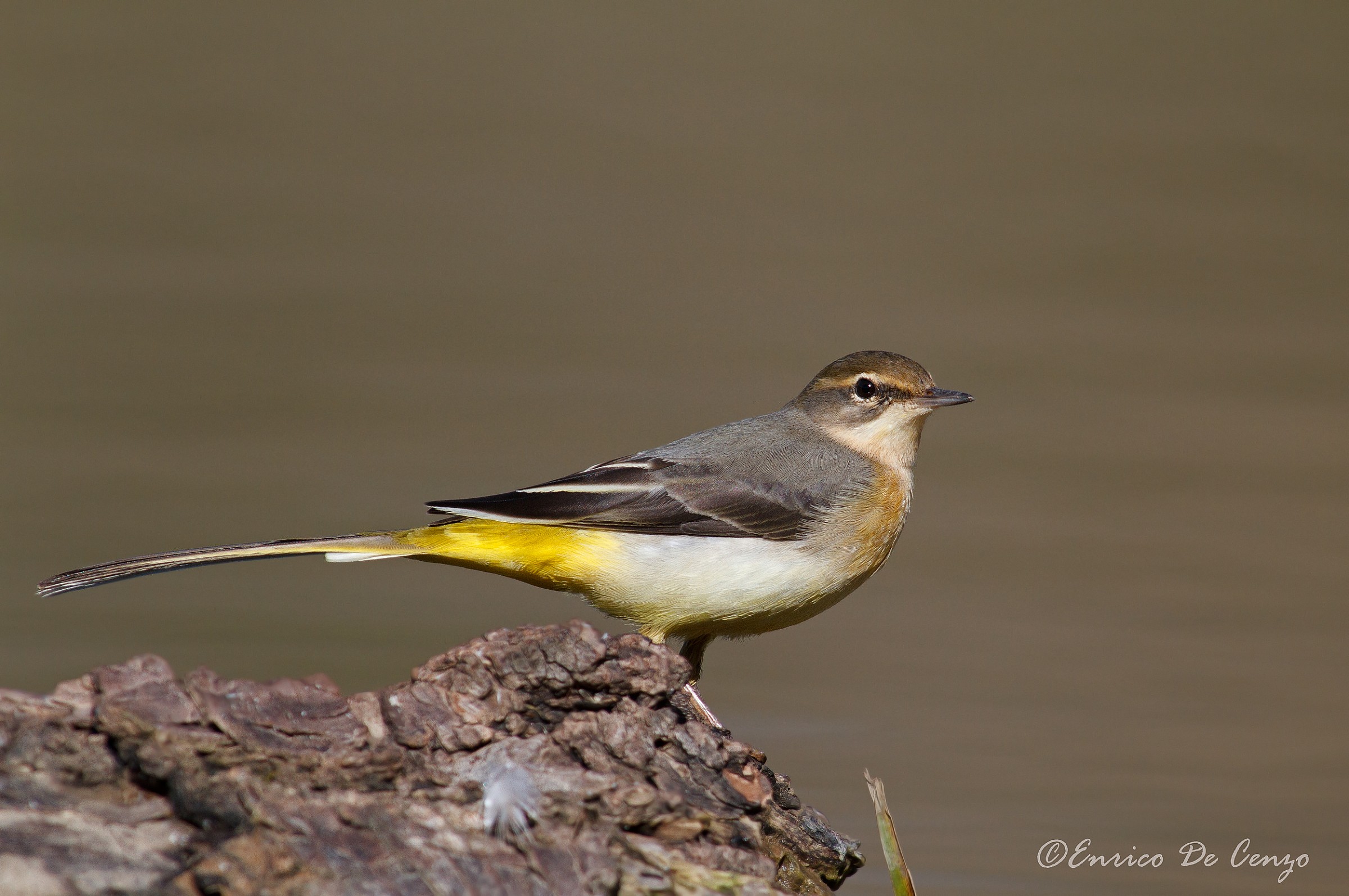 Grey Wagtail