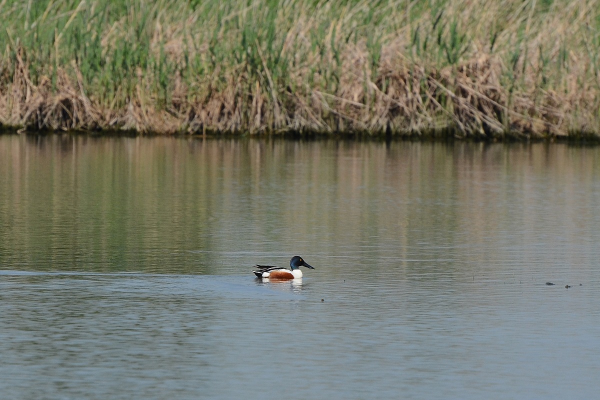 Common Shoveler (Anas clypeata)