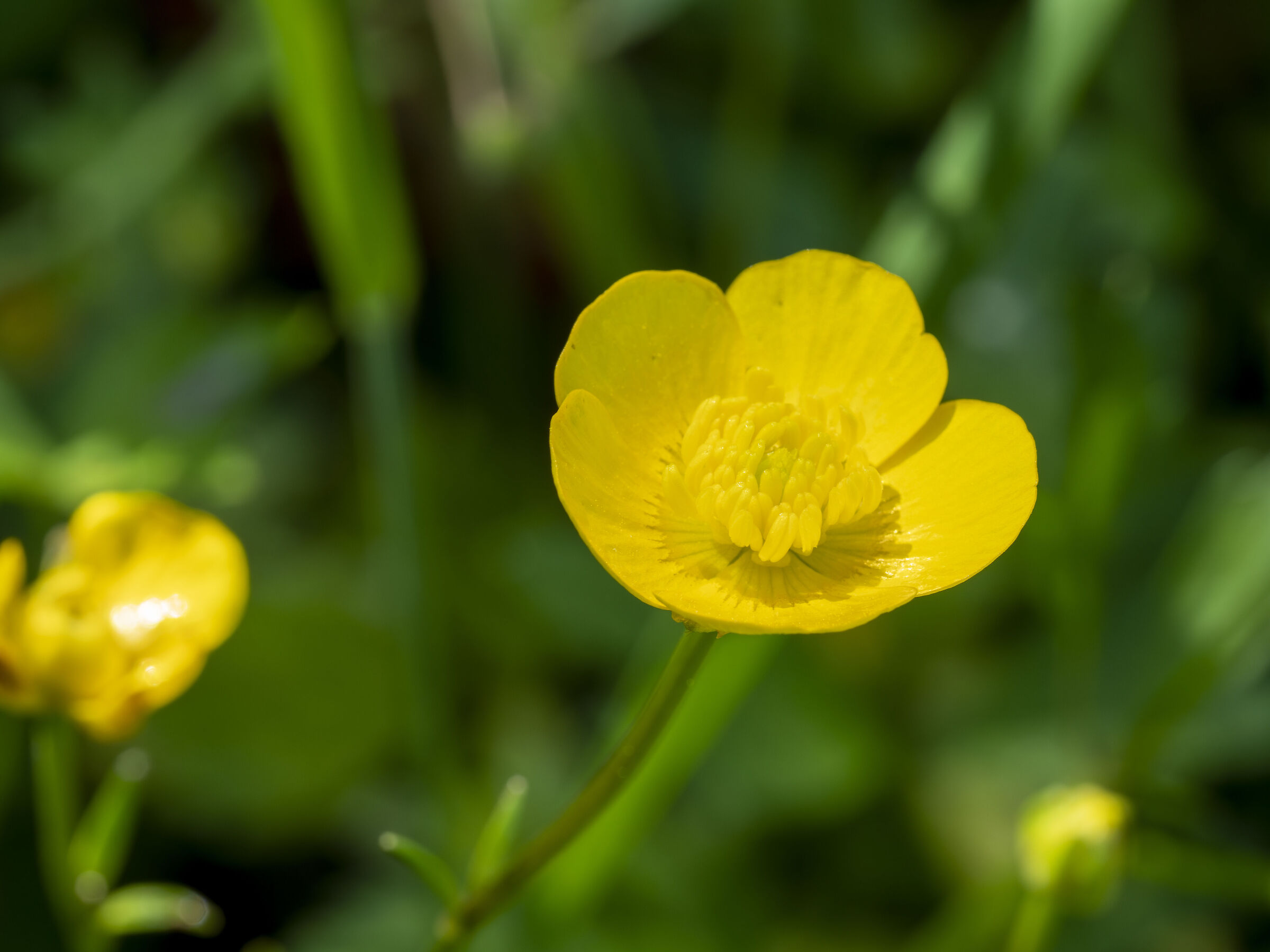 Ranunculus Acris