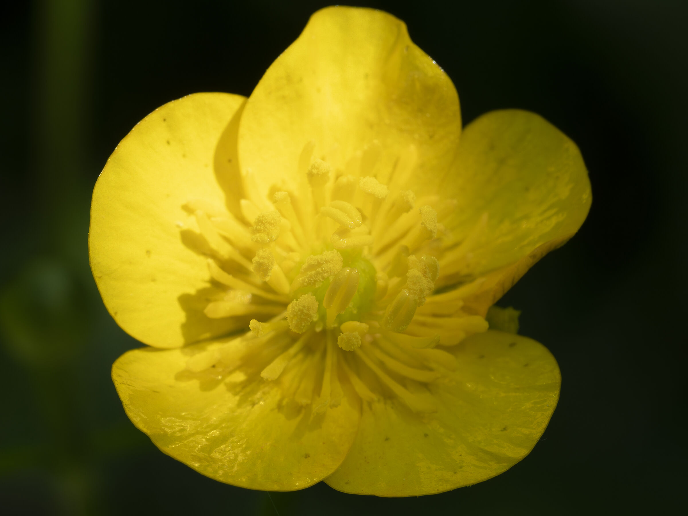 Ranunculus Acris