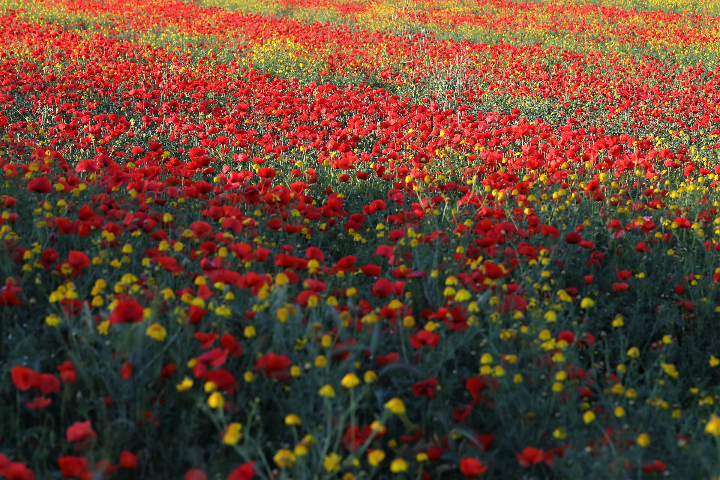 Solo verde, giallo e rosso