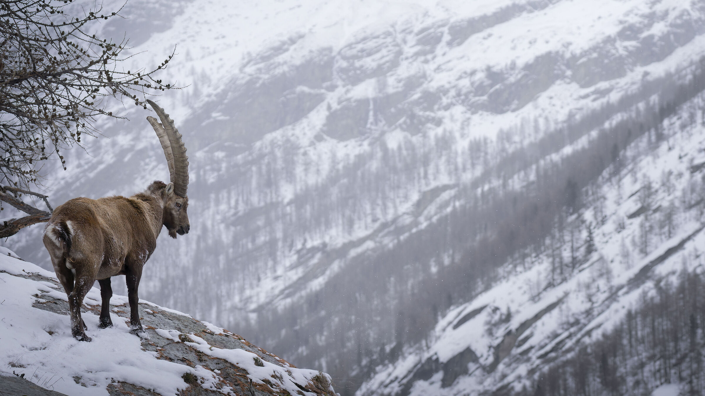 Guard ibex
