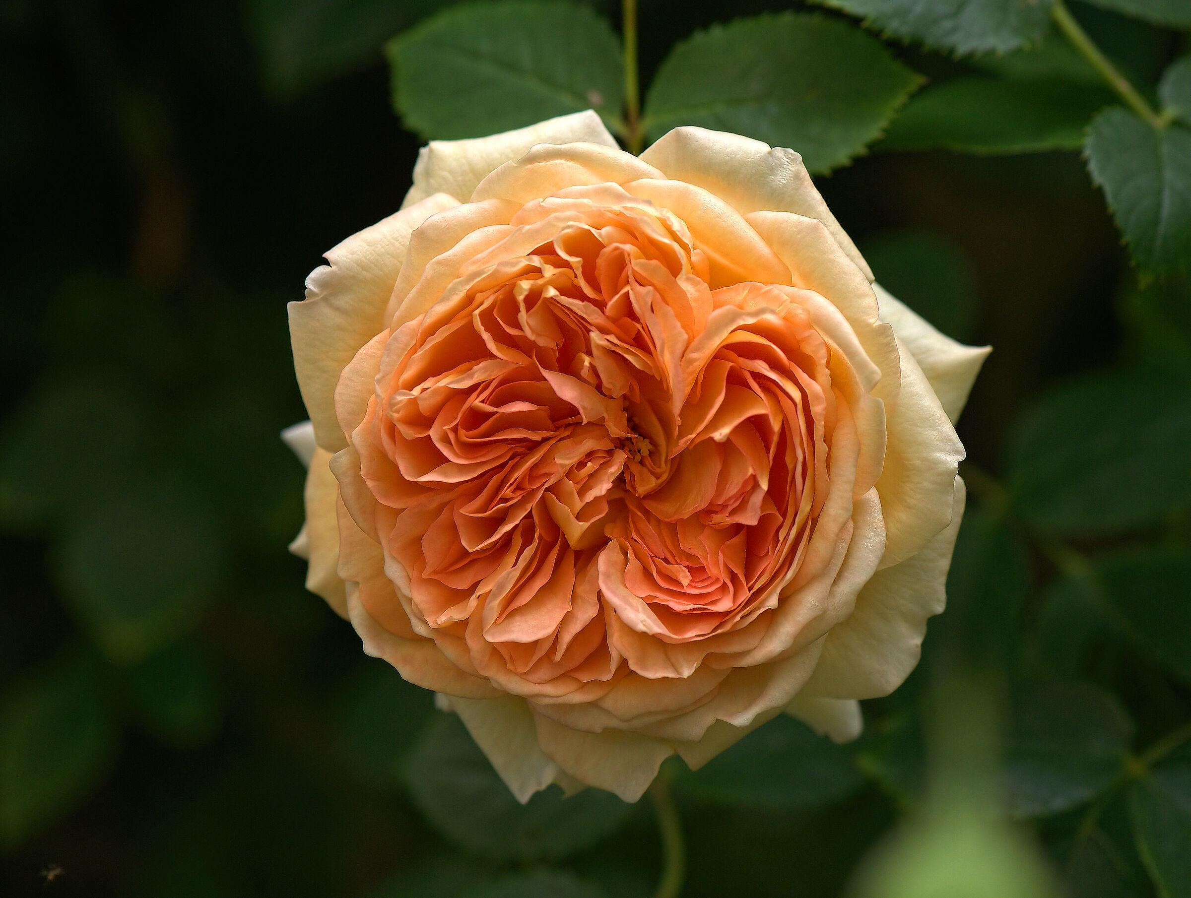 Rosa inglese