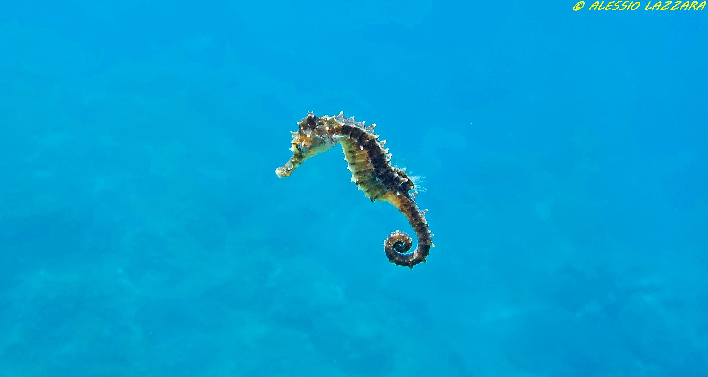 Il cavalluccio smarrito