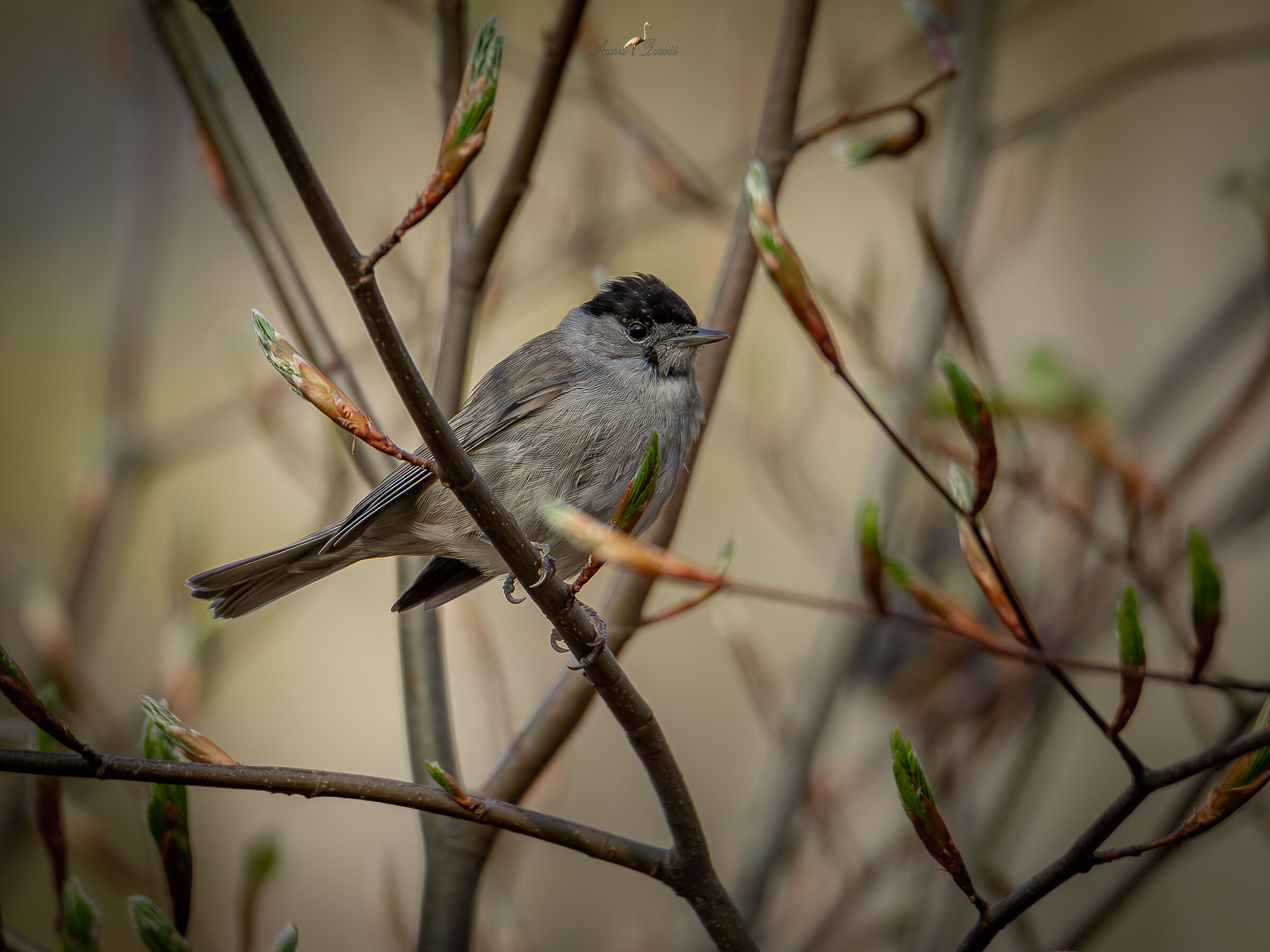 Blackcap