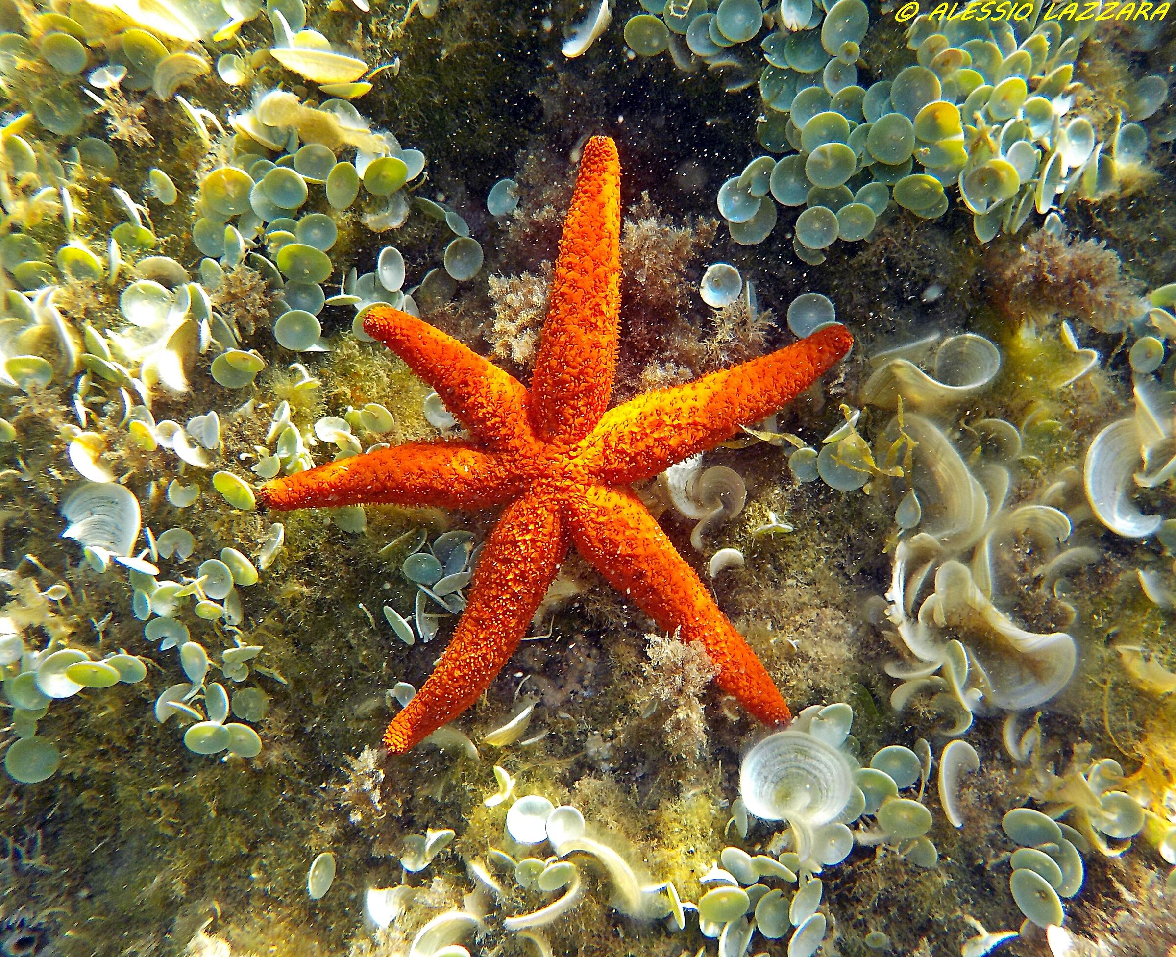 Stella marina