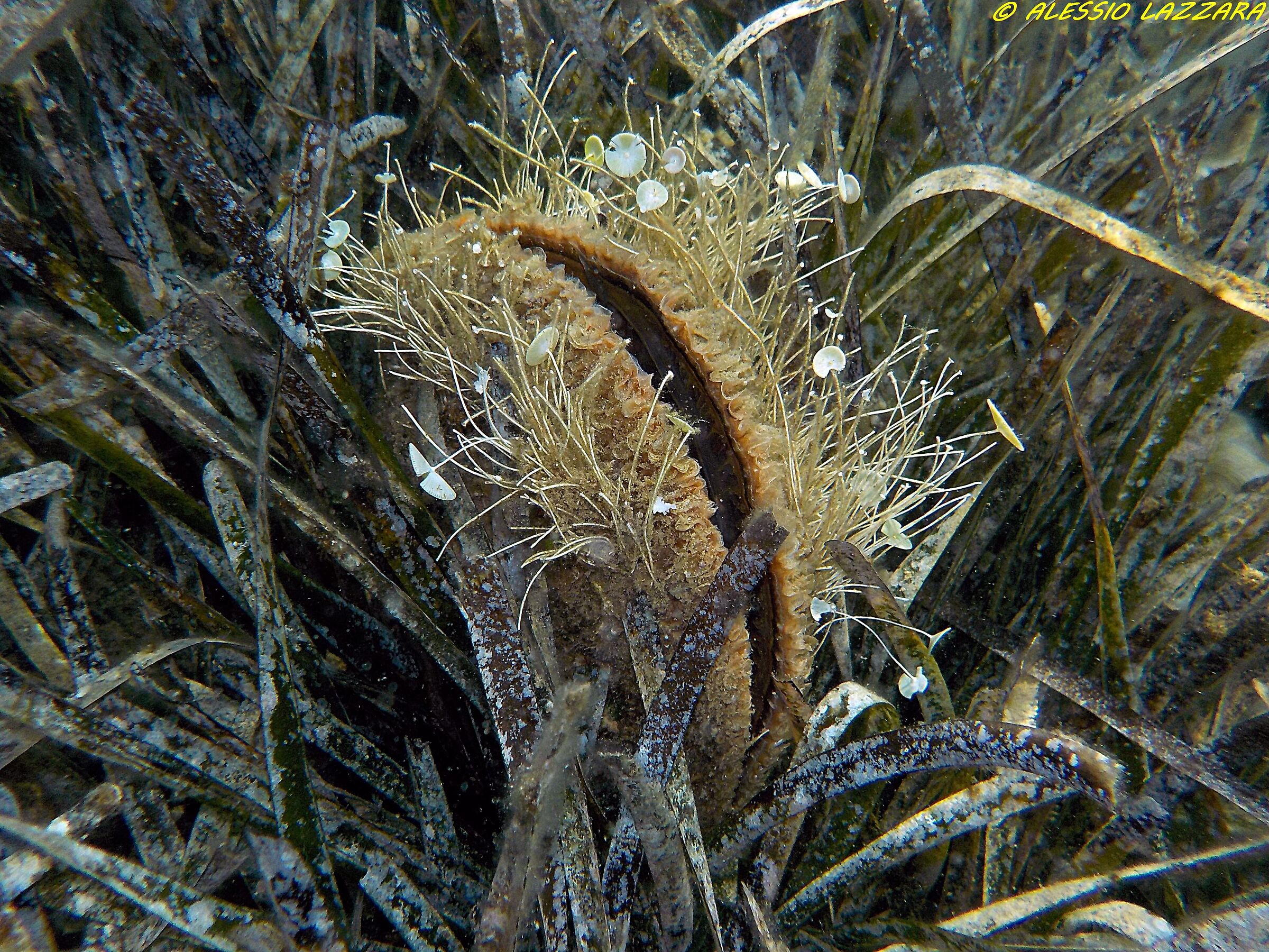 Pinna Nobilis 2