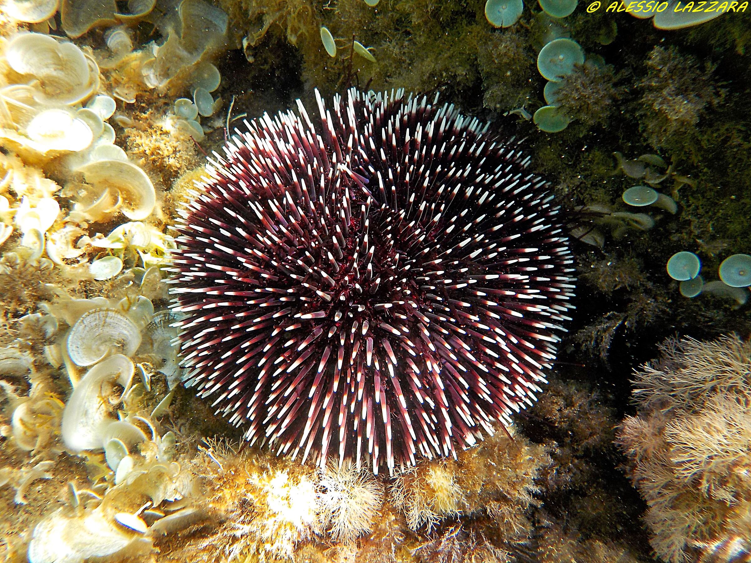 Riccio di profondità