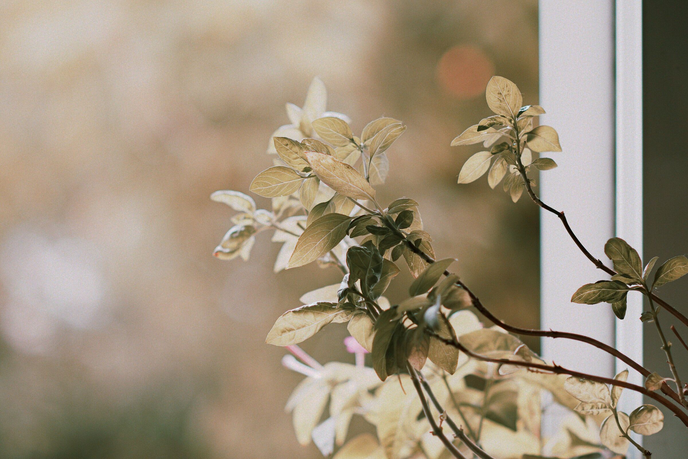 Test with Takumar 105 f2.4