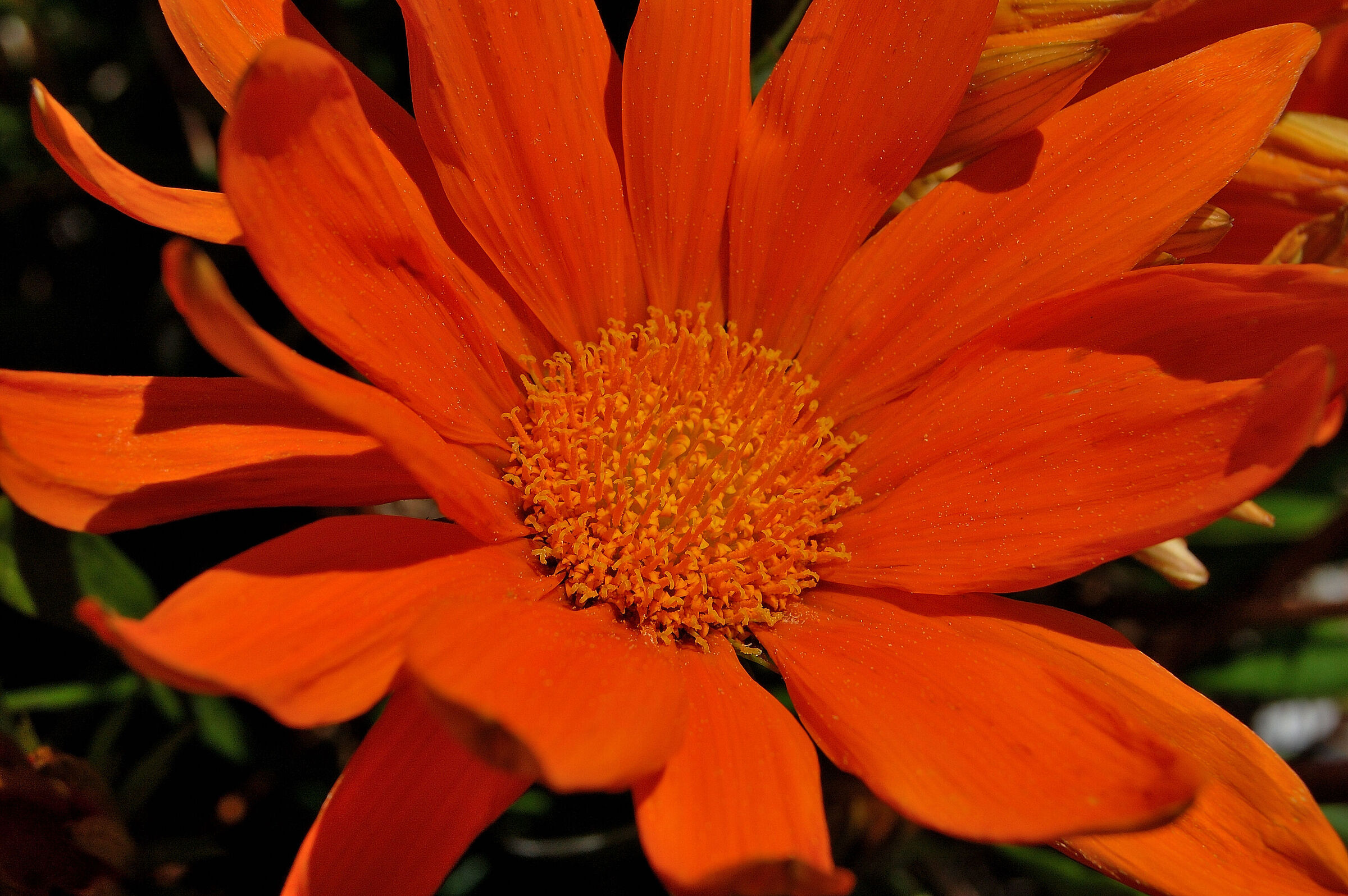Fiore 2