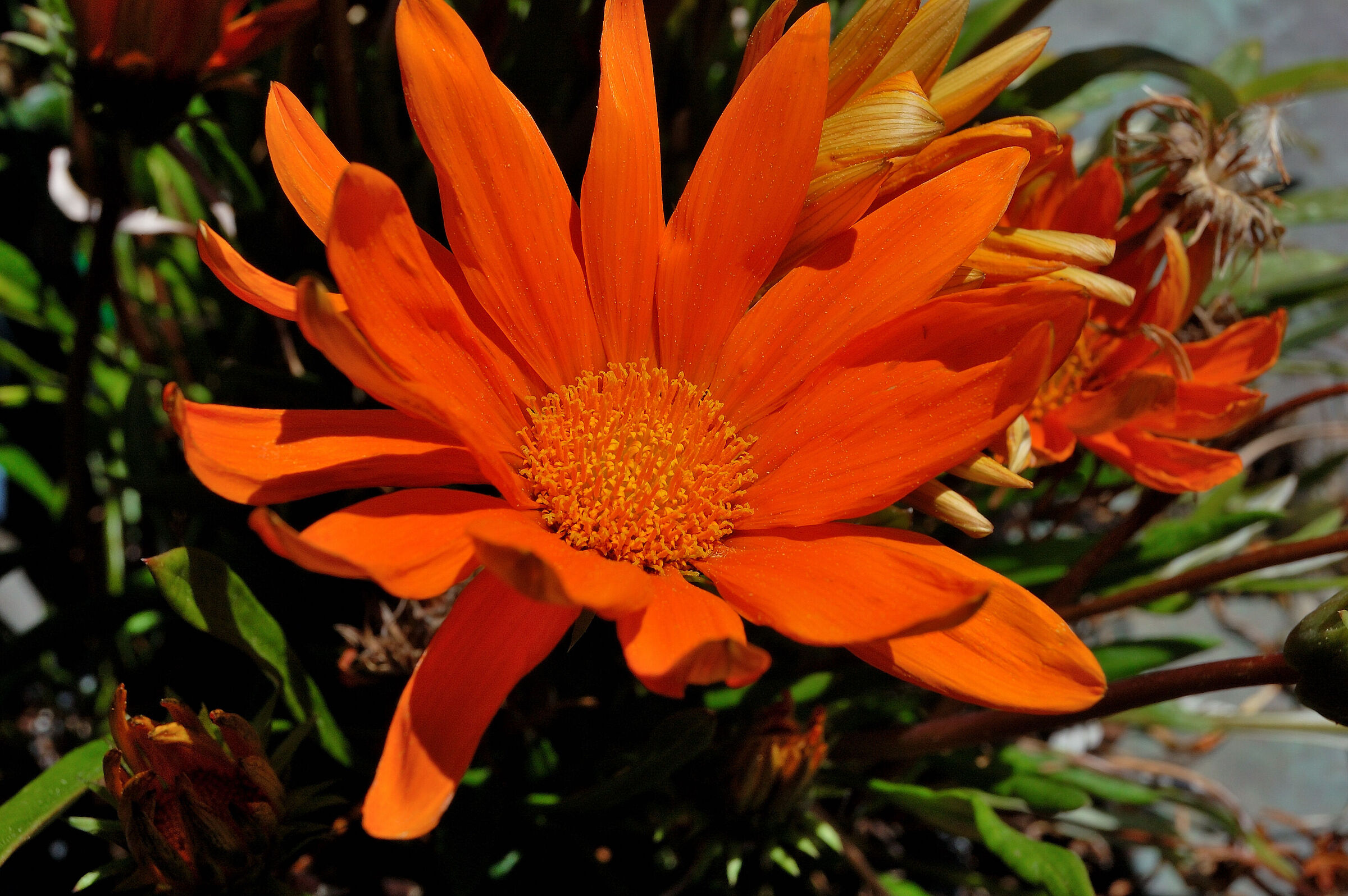 Fiore 3