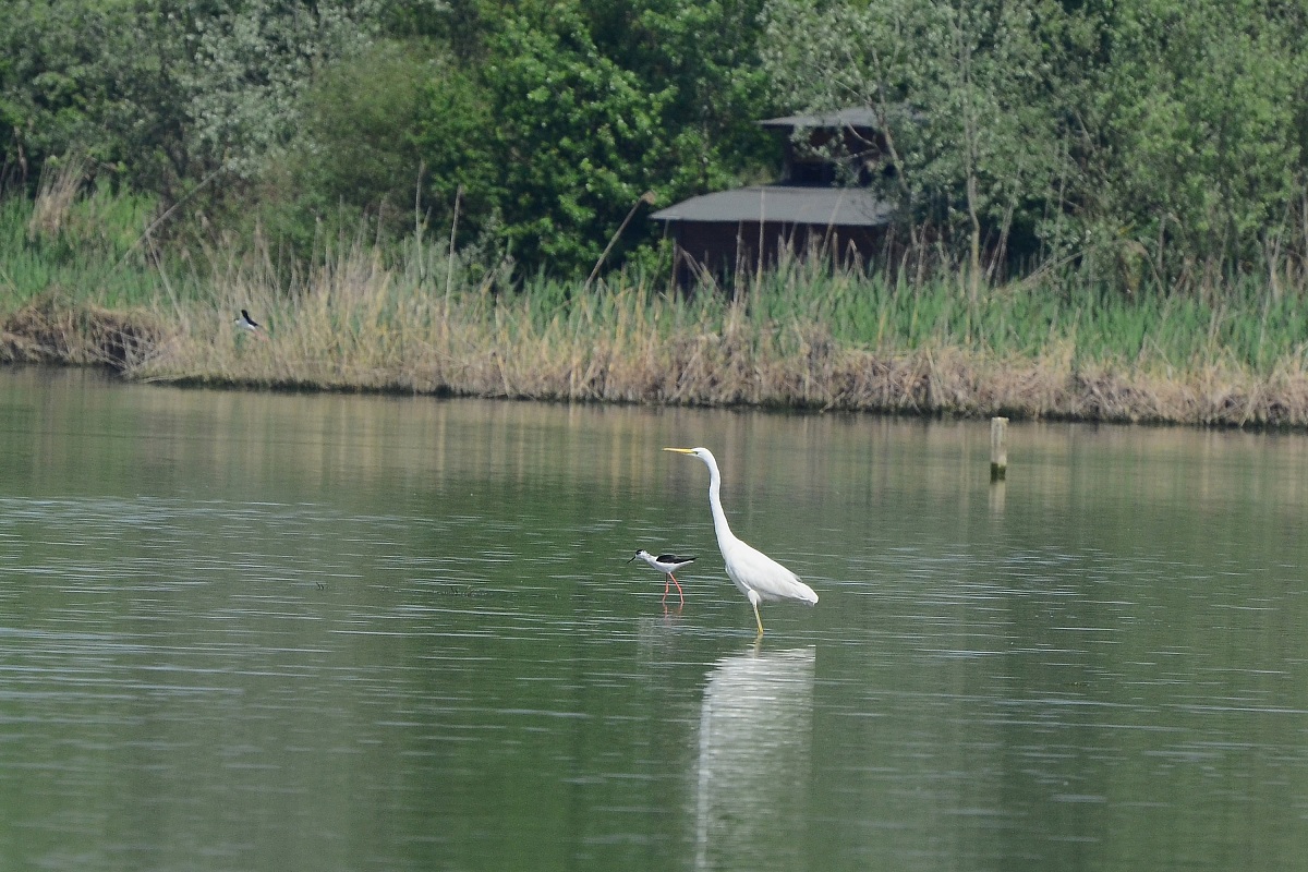 Great Egret and Knight of Italy