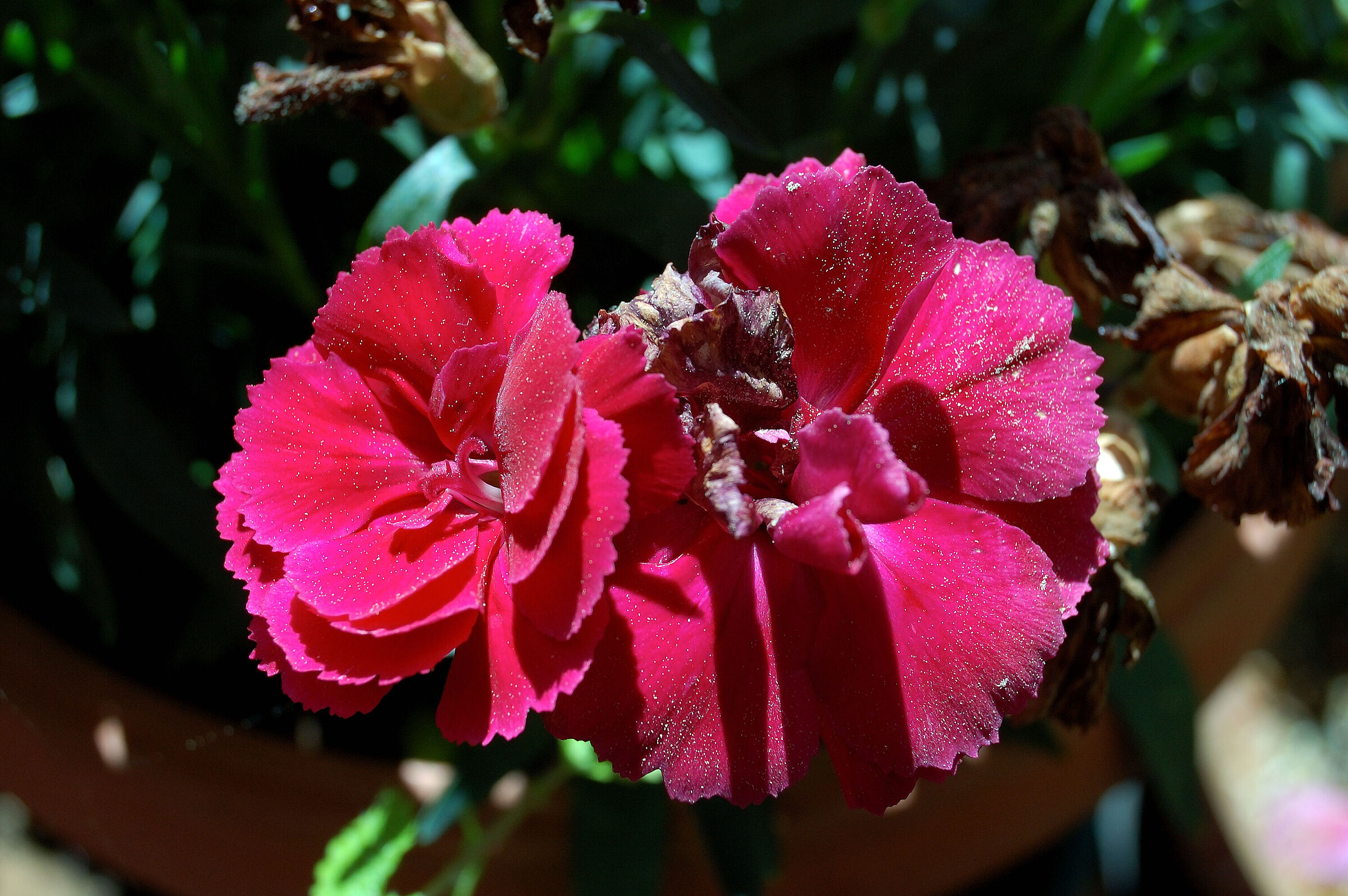 Fiore 4