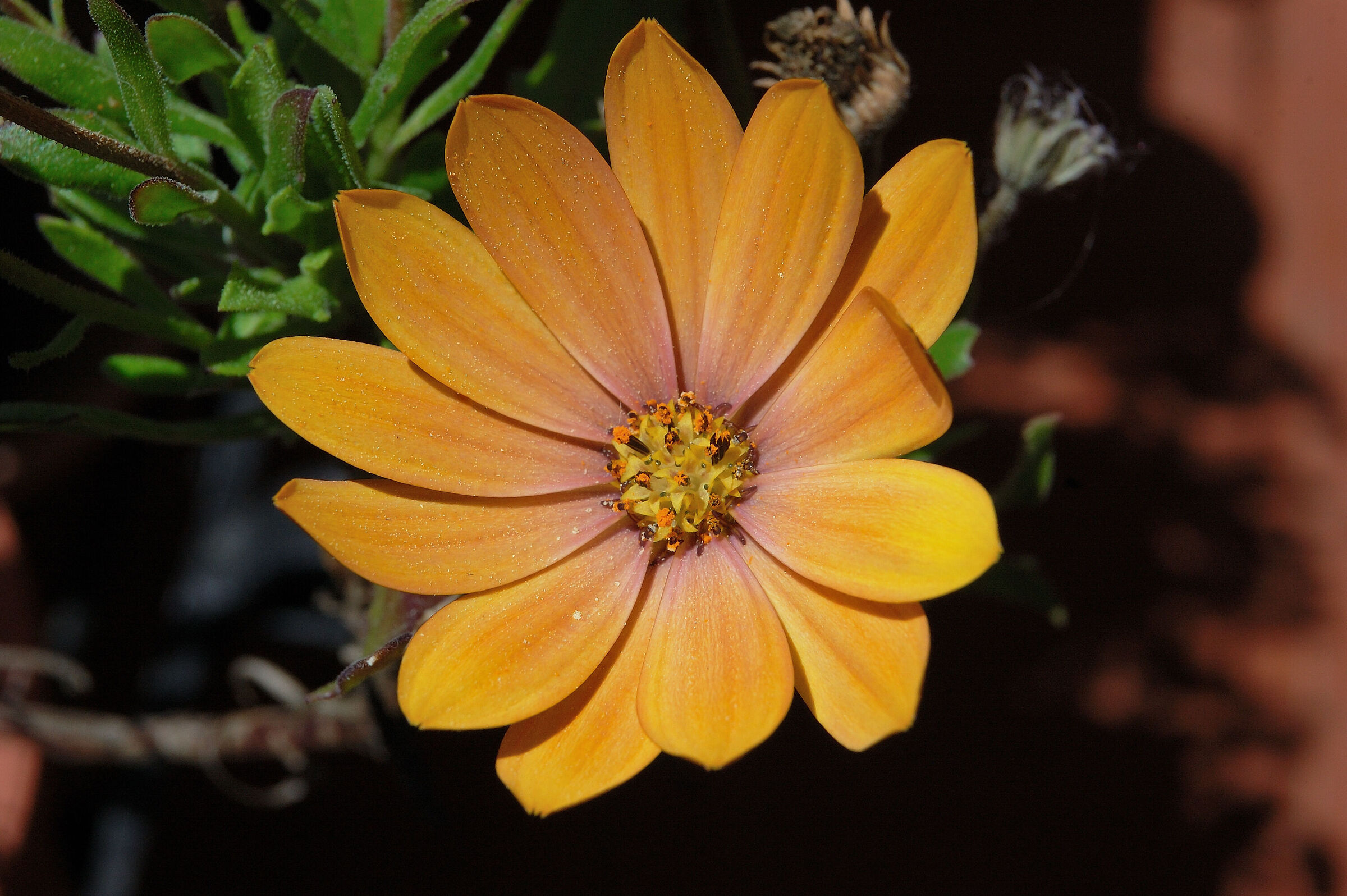 Fiore 4