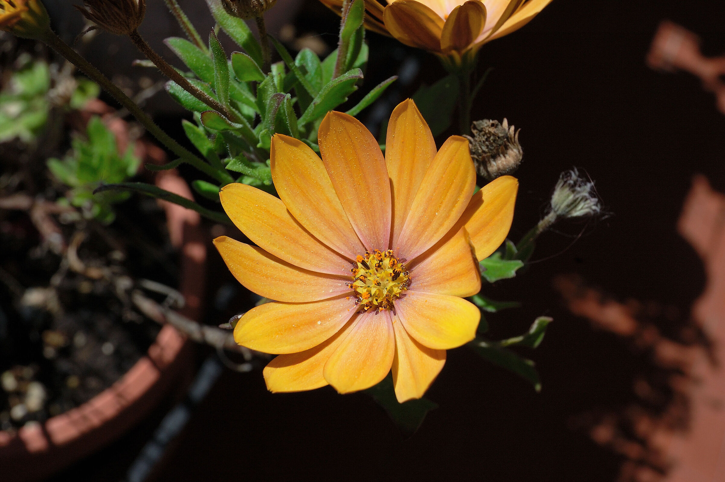 Fiore 5
