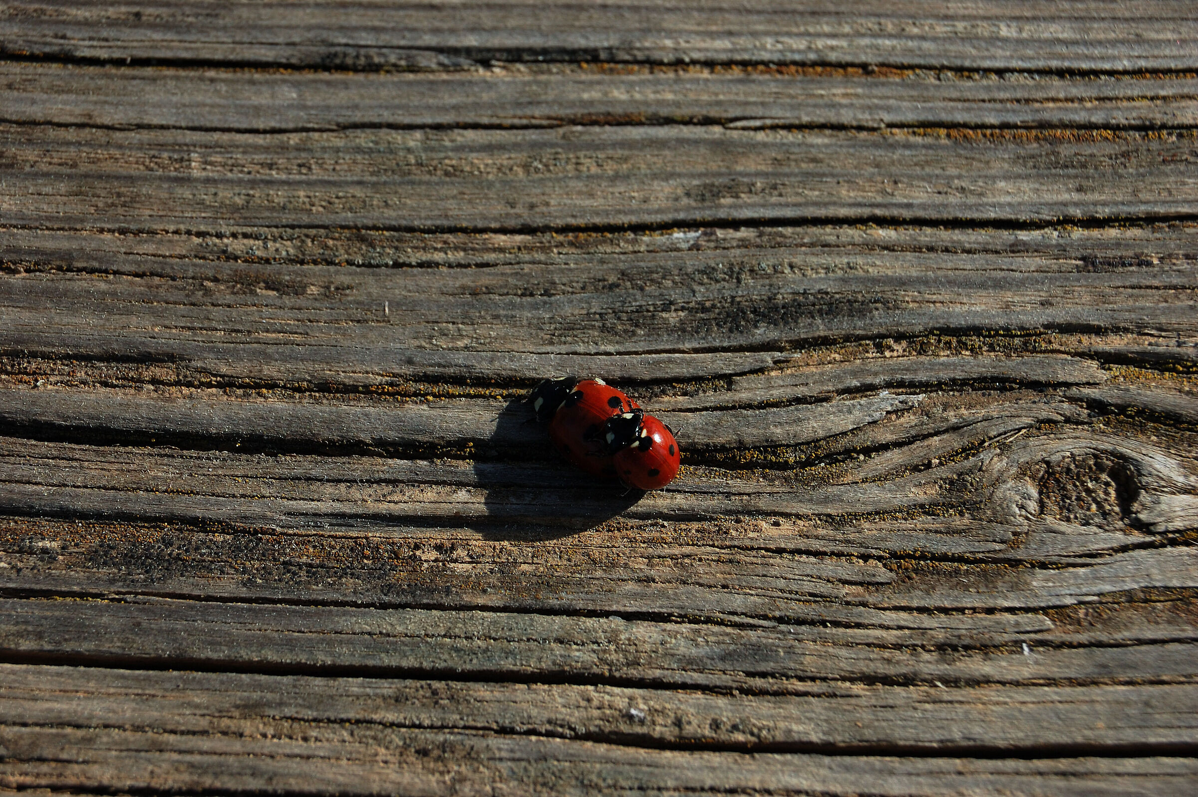 Coccinella 2