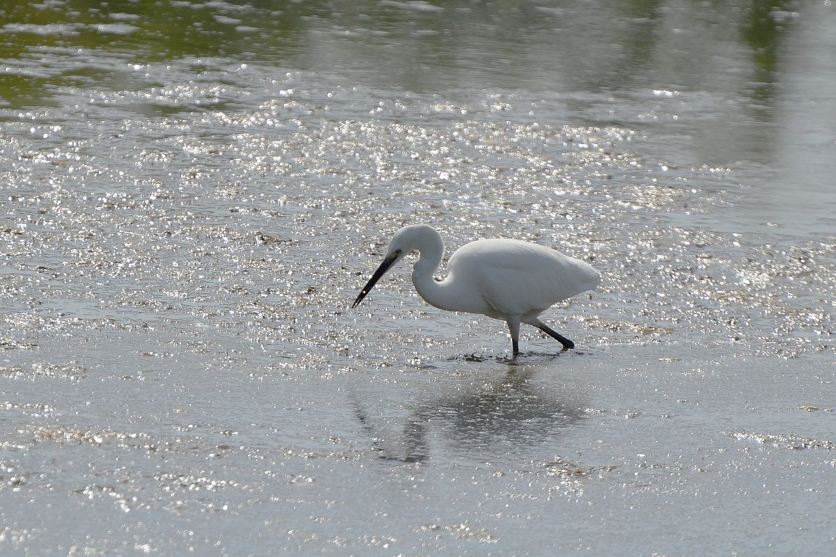 Egret