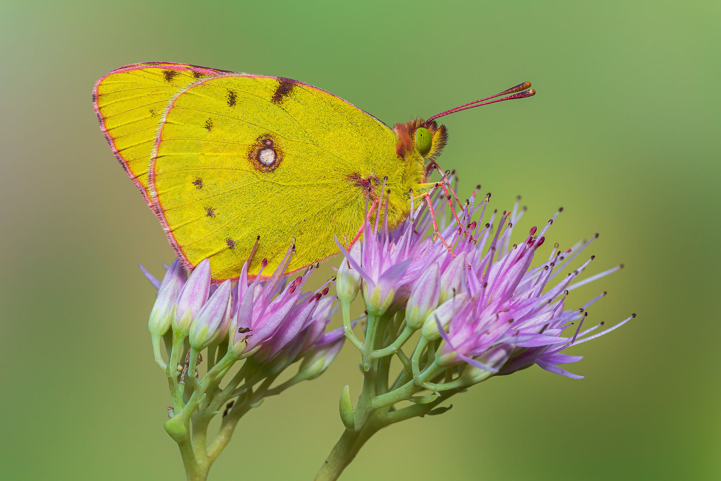Colias