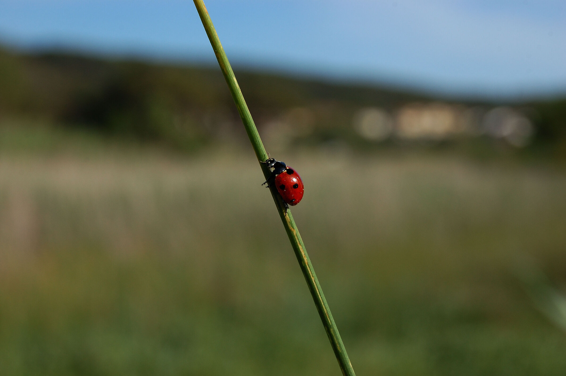 La coccinella