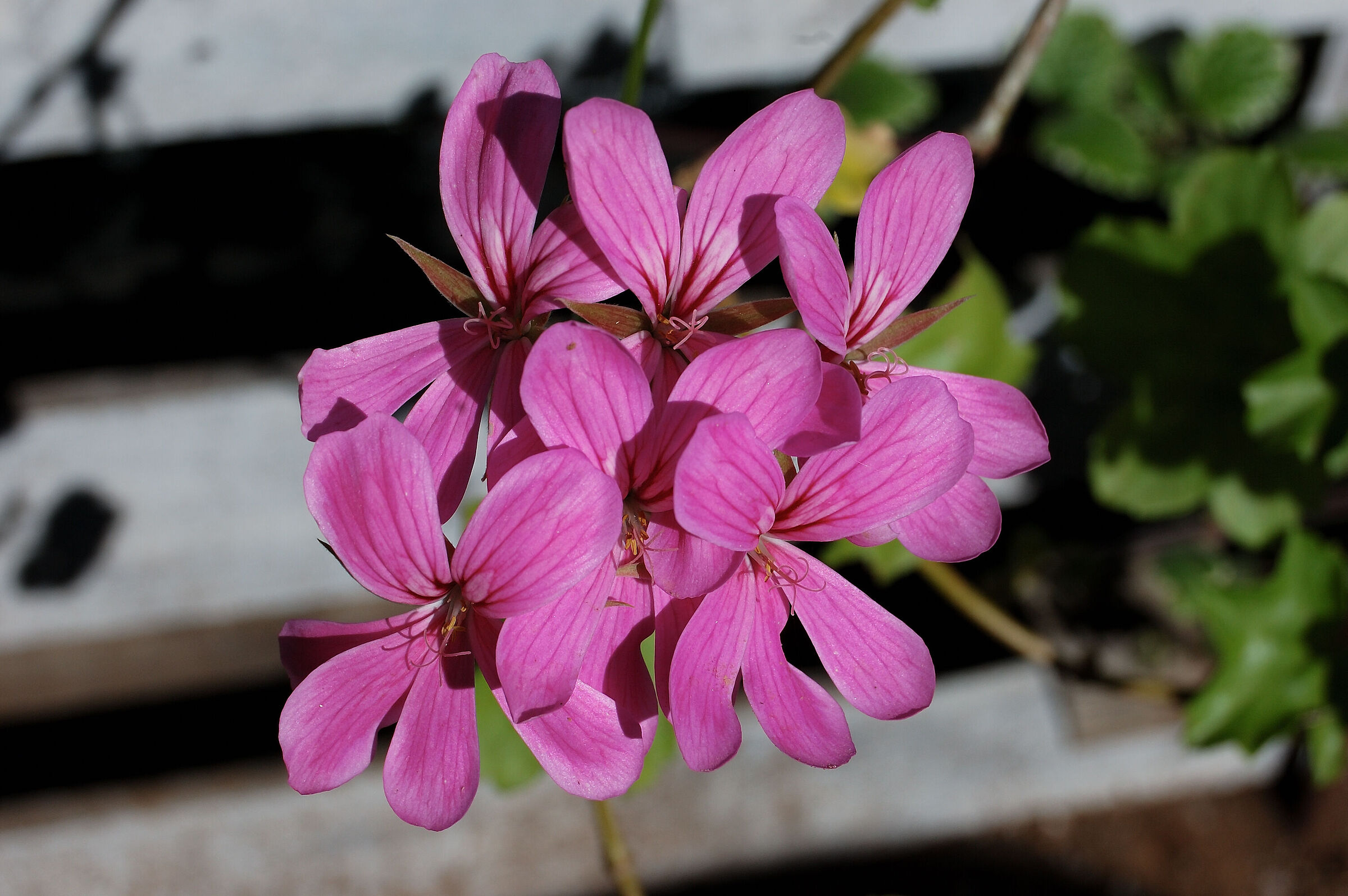 Fiore 6