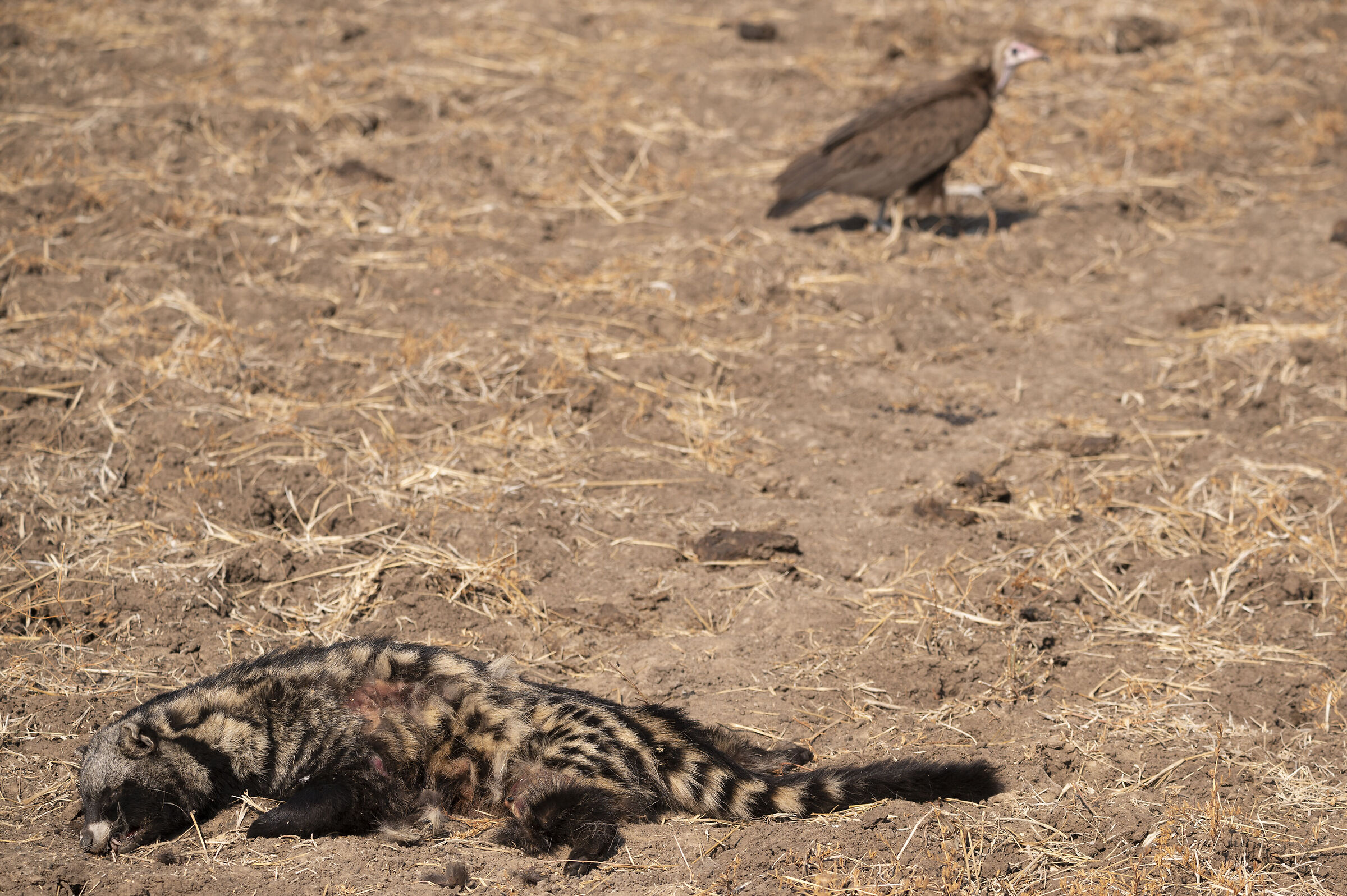 Life and death in the savannah