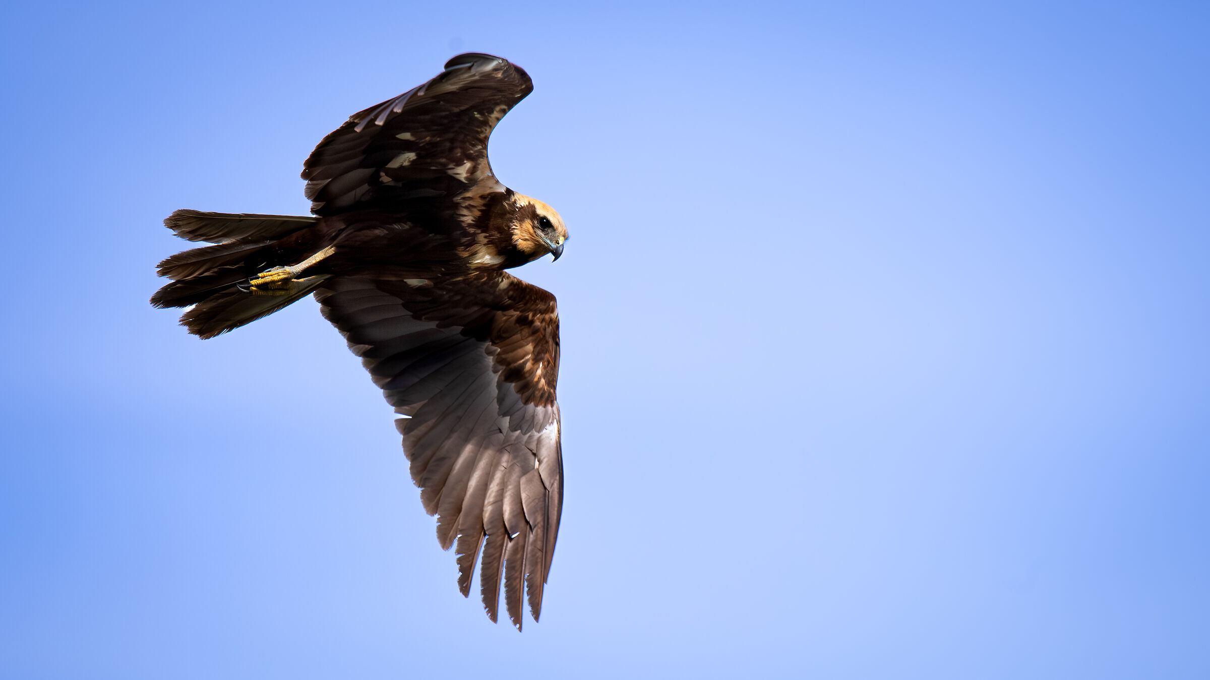 Marsh harrier