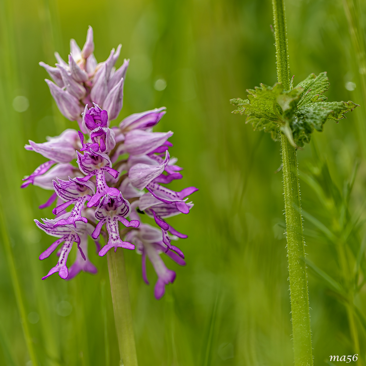 Orchis