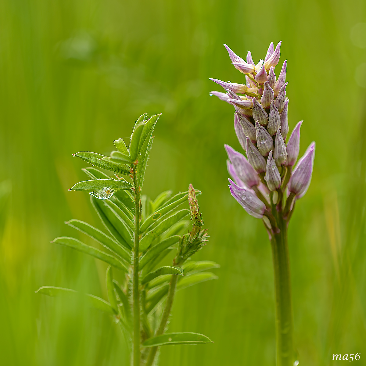 Orchis