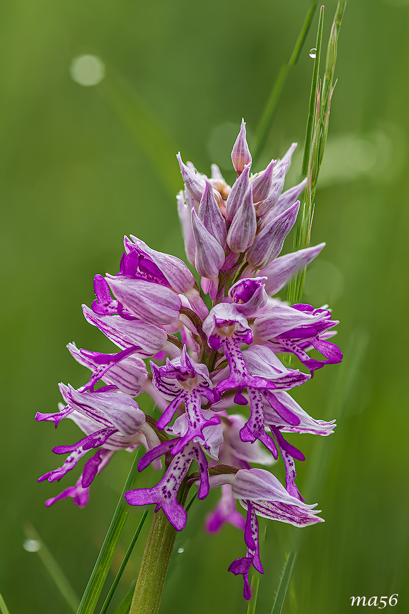 Orchis