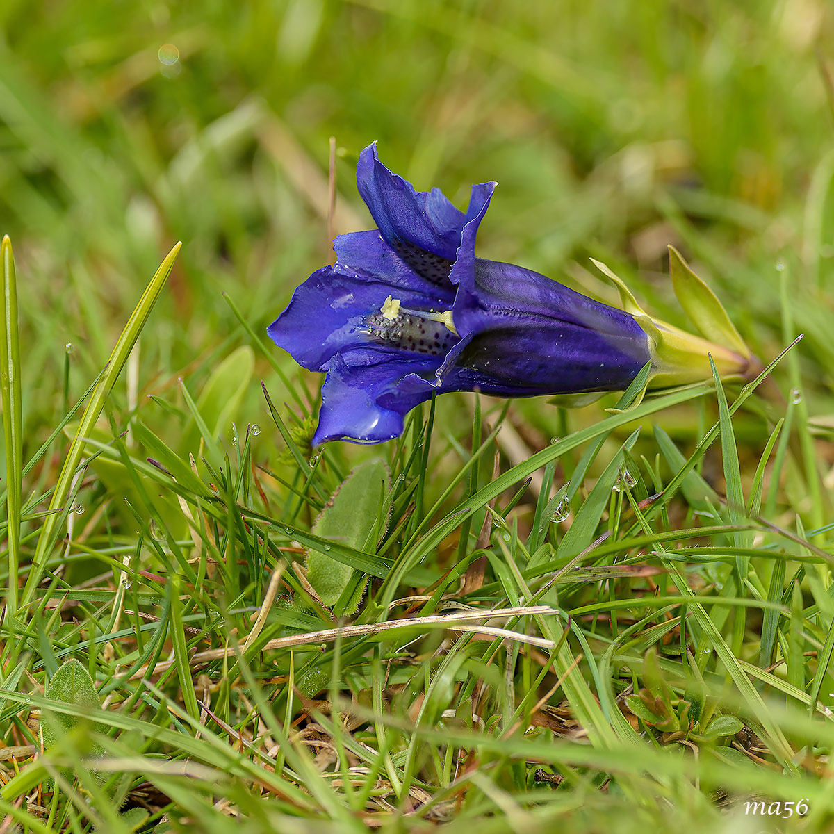 Gentian