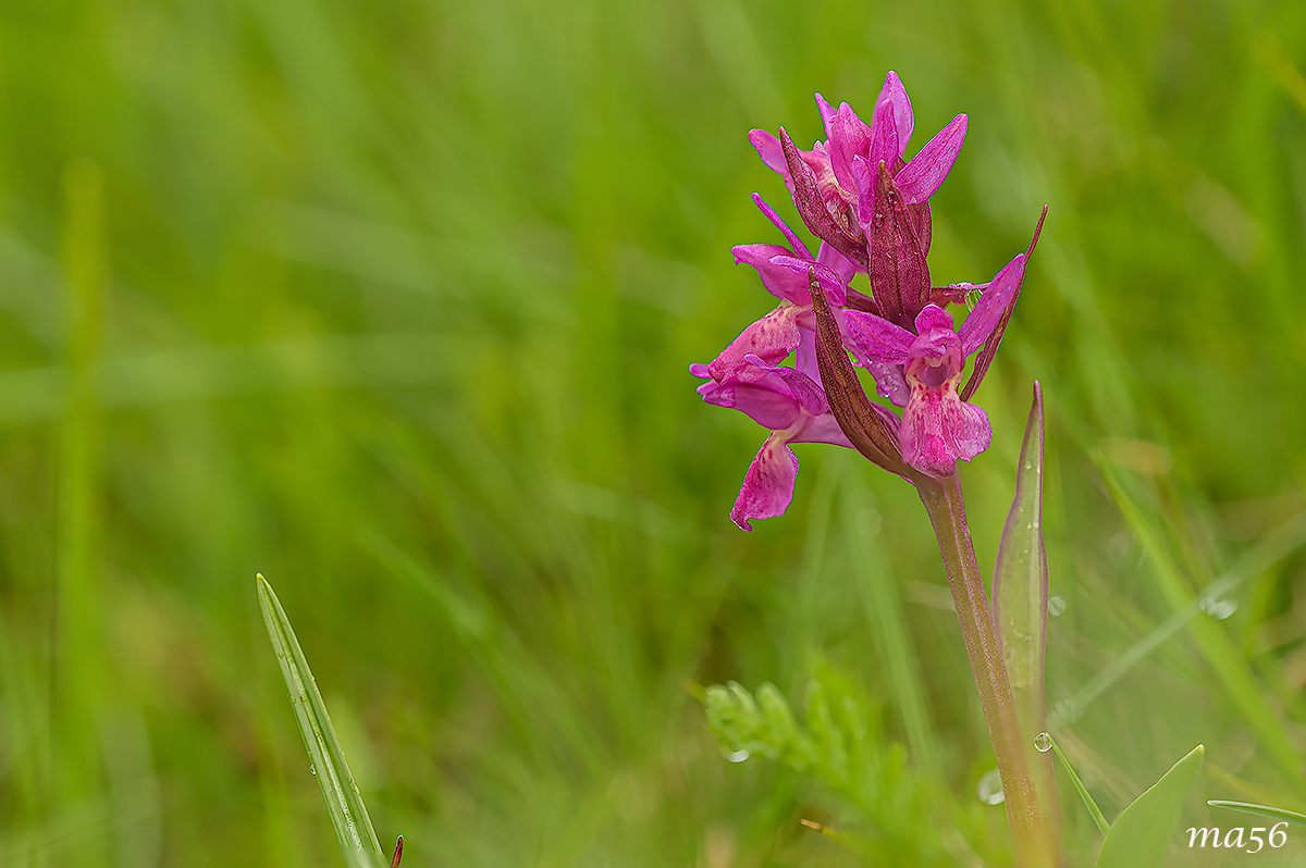 Orchis