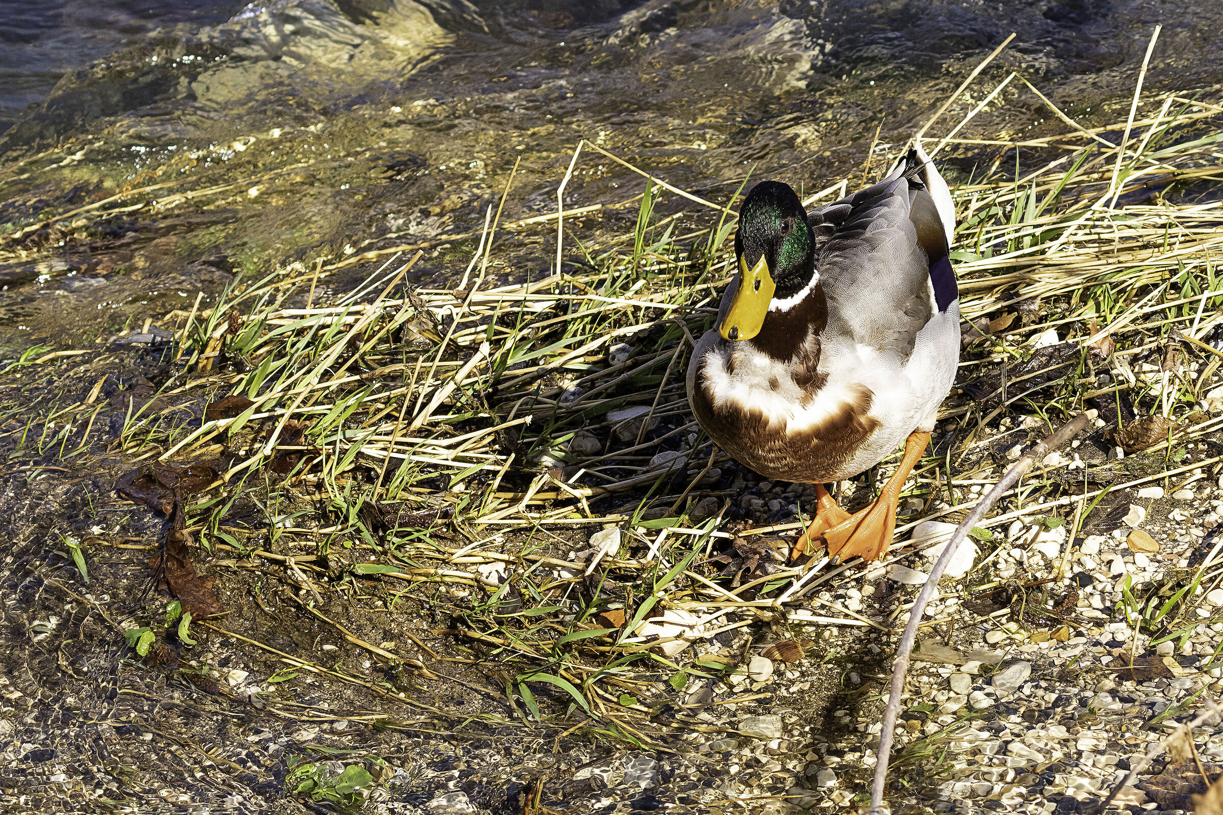 Mallard