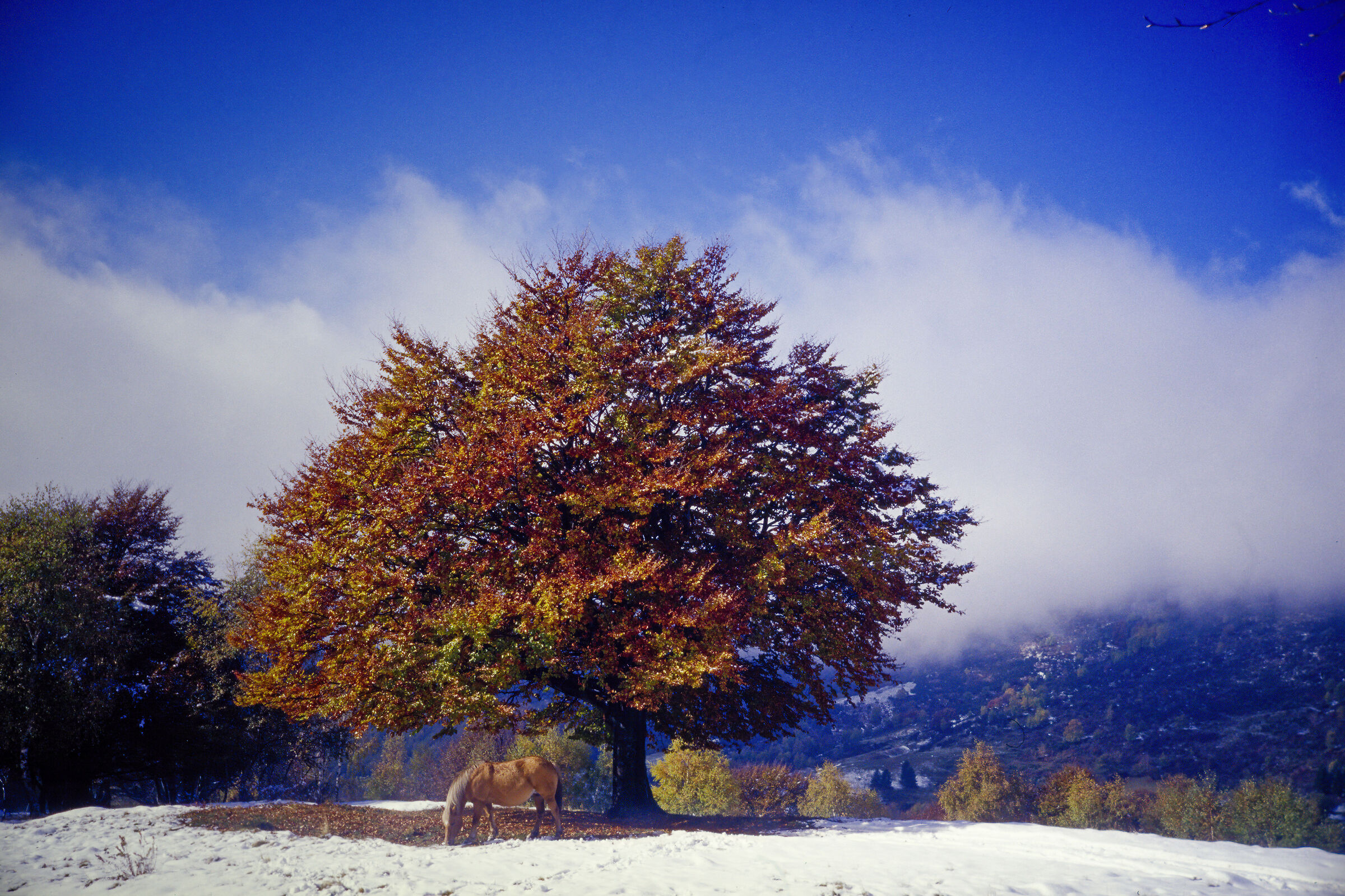 Un cavallo colore del Faggio (diap.)