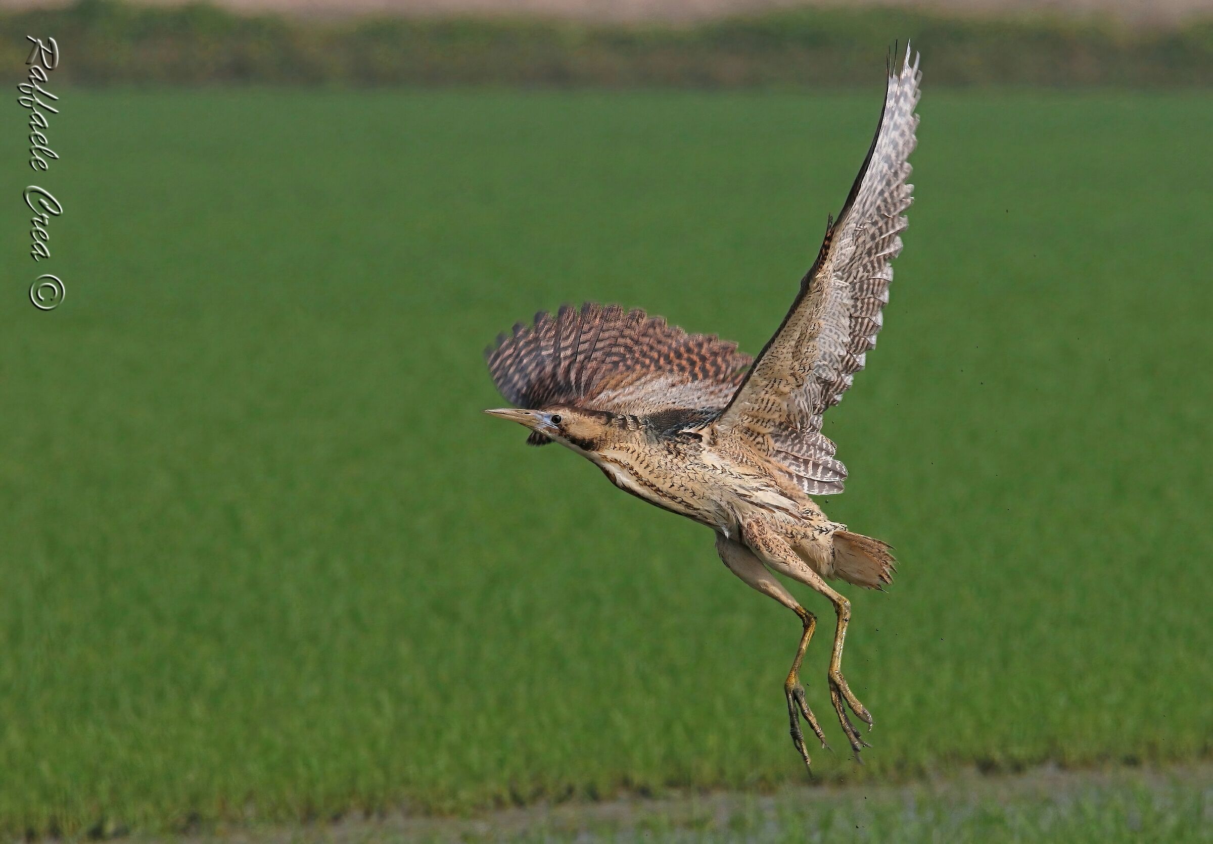 The flight of the bittern in the paddy field