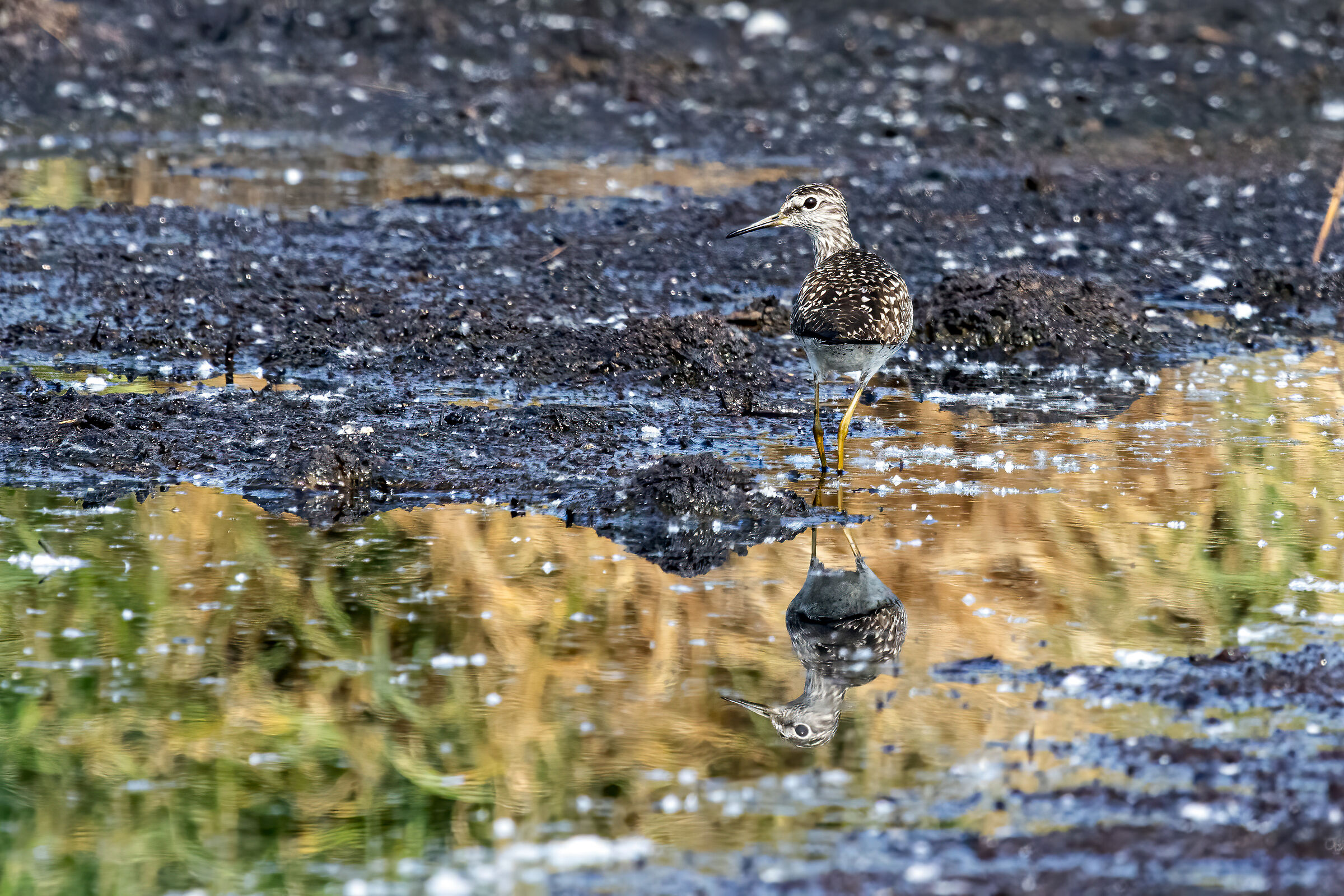 Sandpiper Pyro Boschereccio