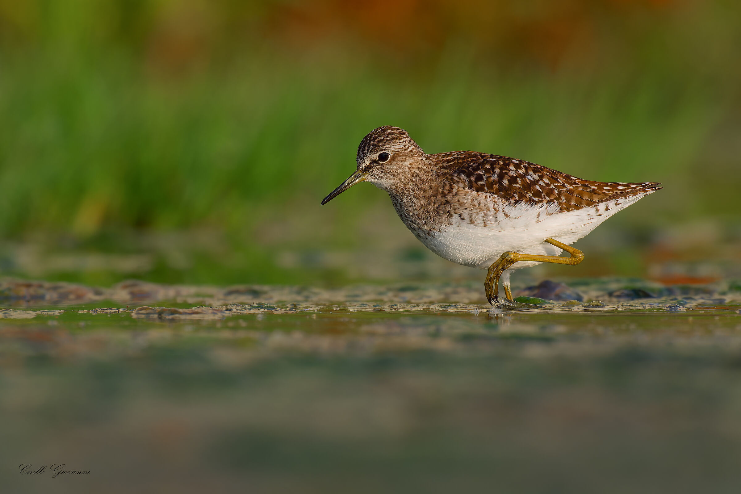 Piro piro boschereccio