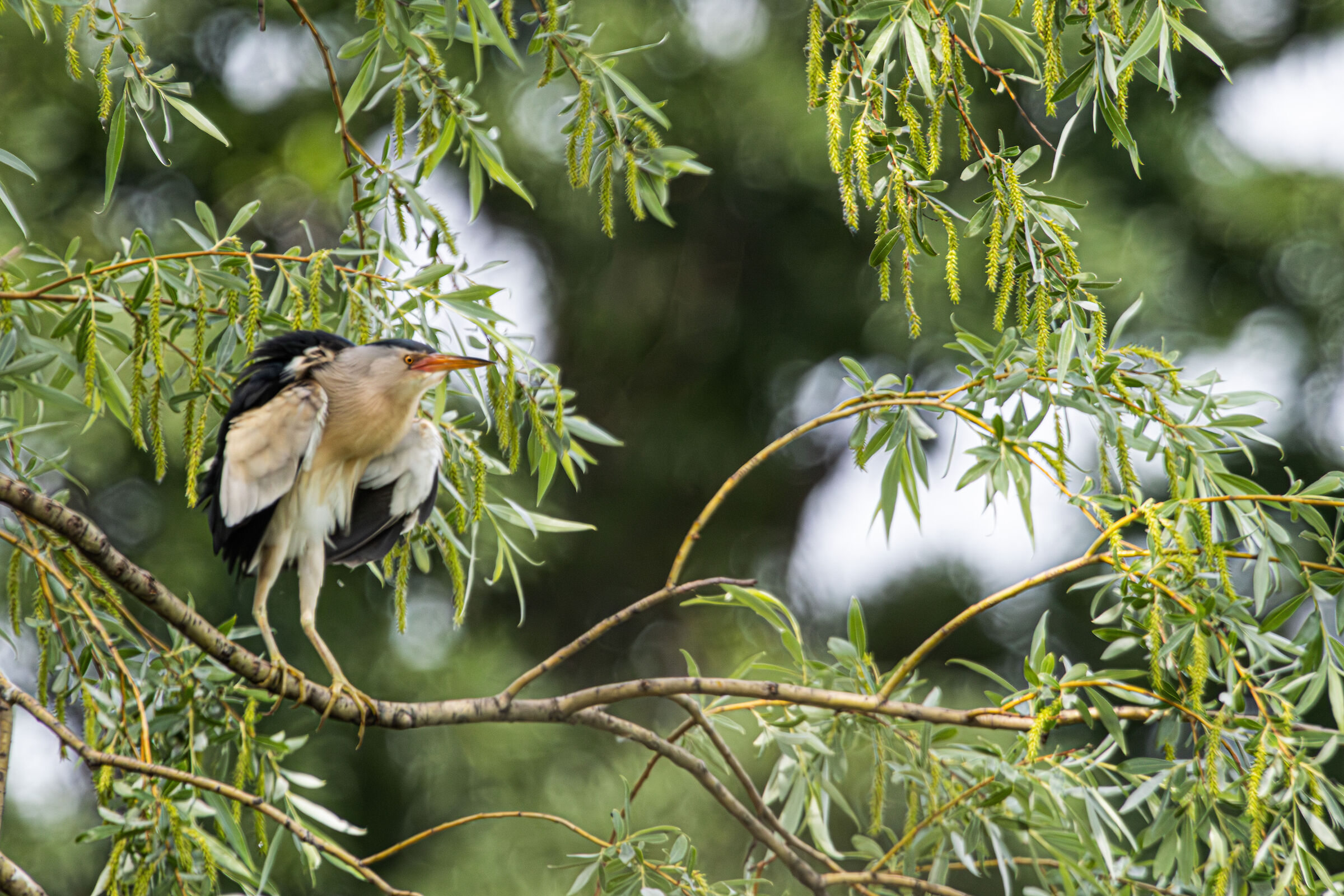 Little bittern