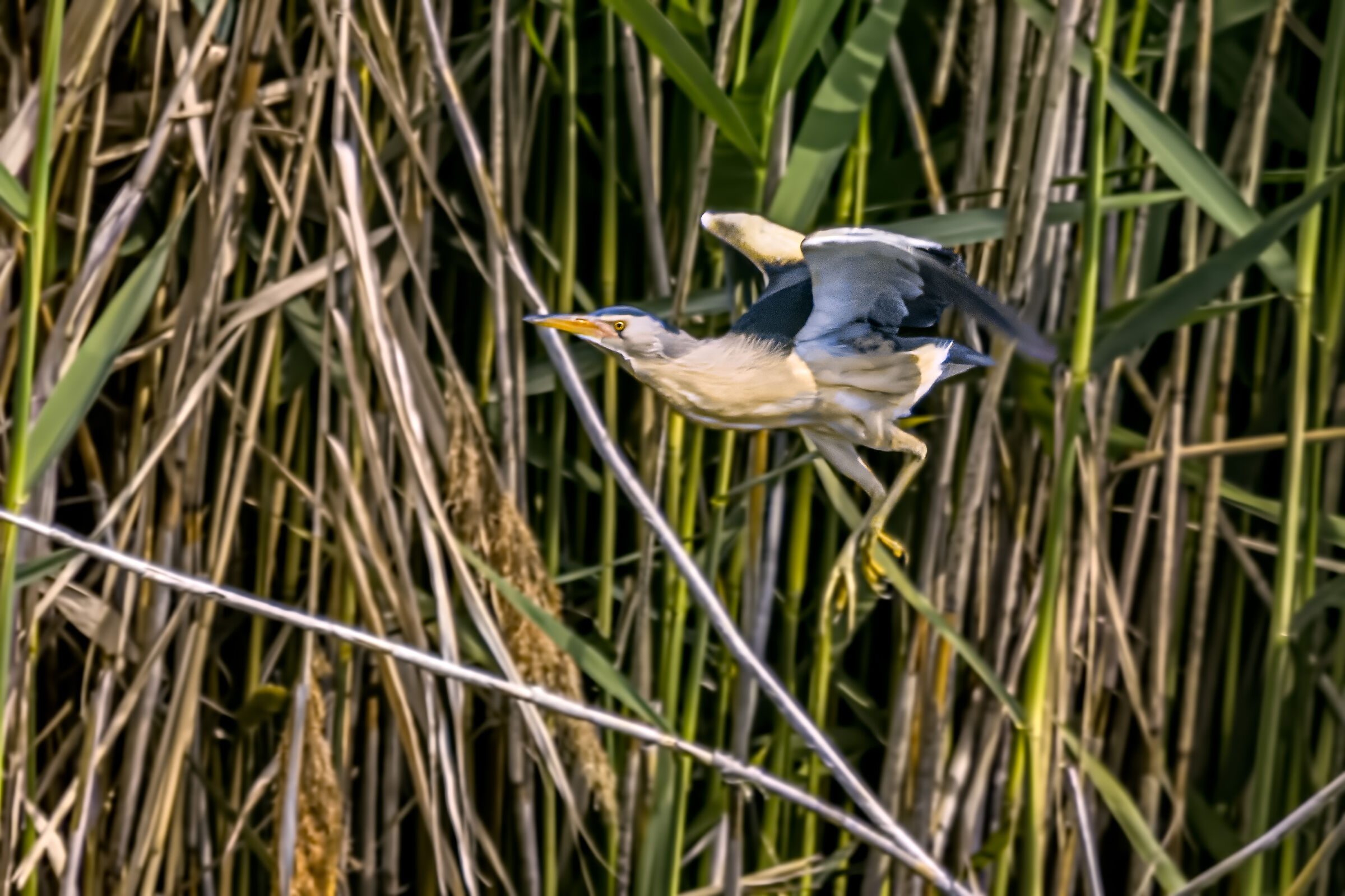 Little bittern